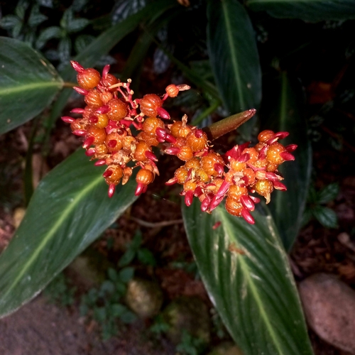 Stromanthe Triostar — photo 1