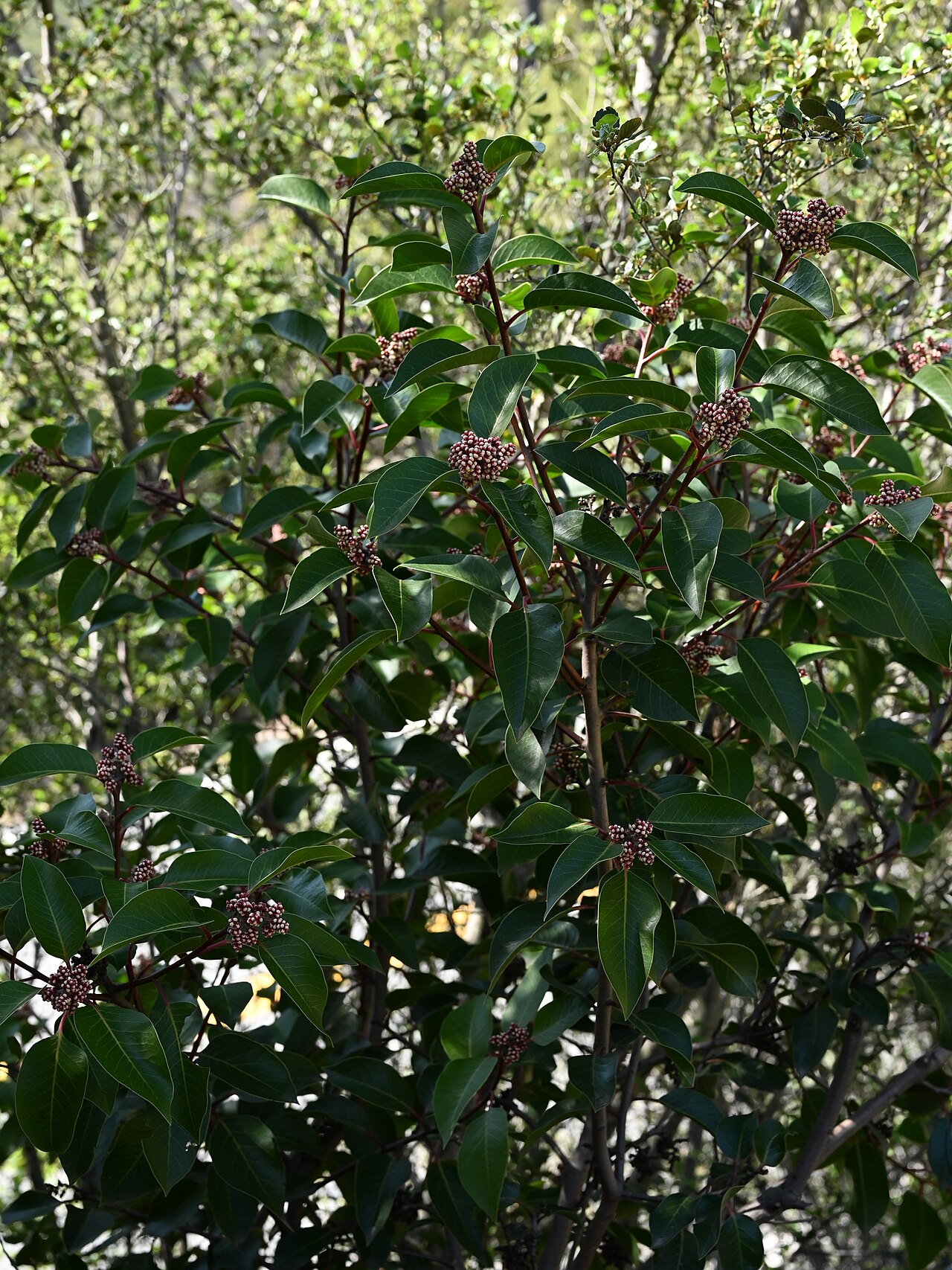 Sugar Bush — photo 2