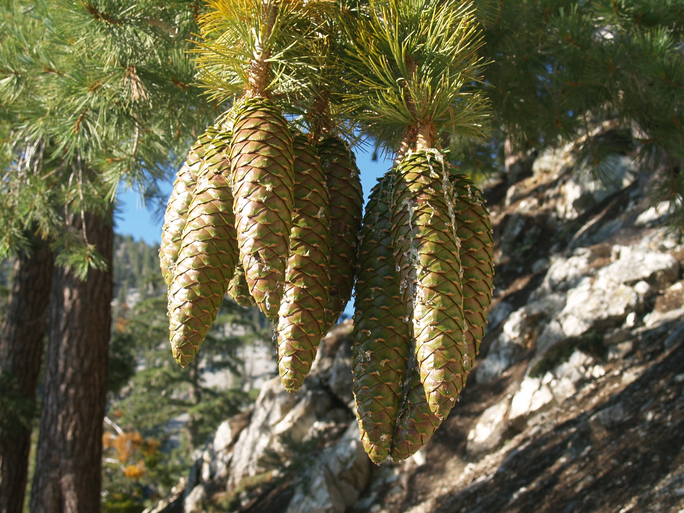 Sugar Pine — photo 1