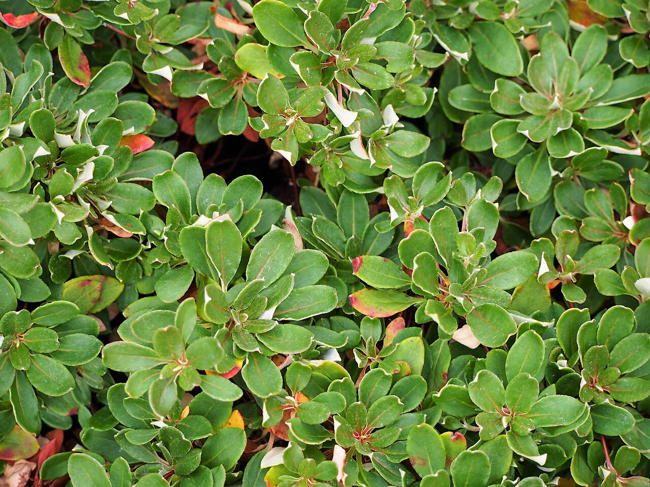 Sulphur Buckwheat — photo 2