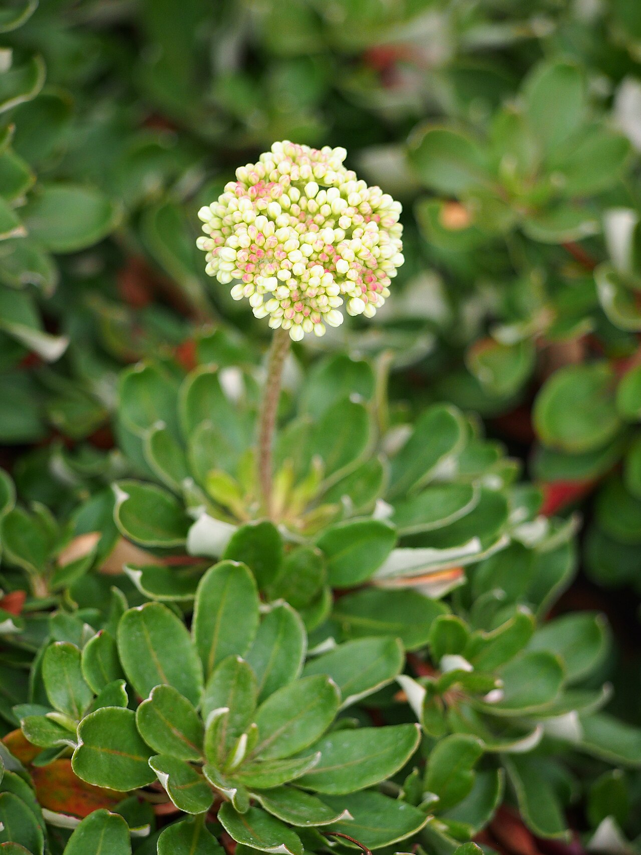 Sulphur Buckwheat — photo 3