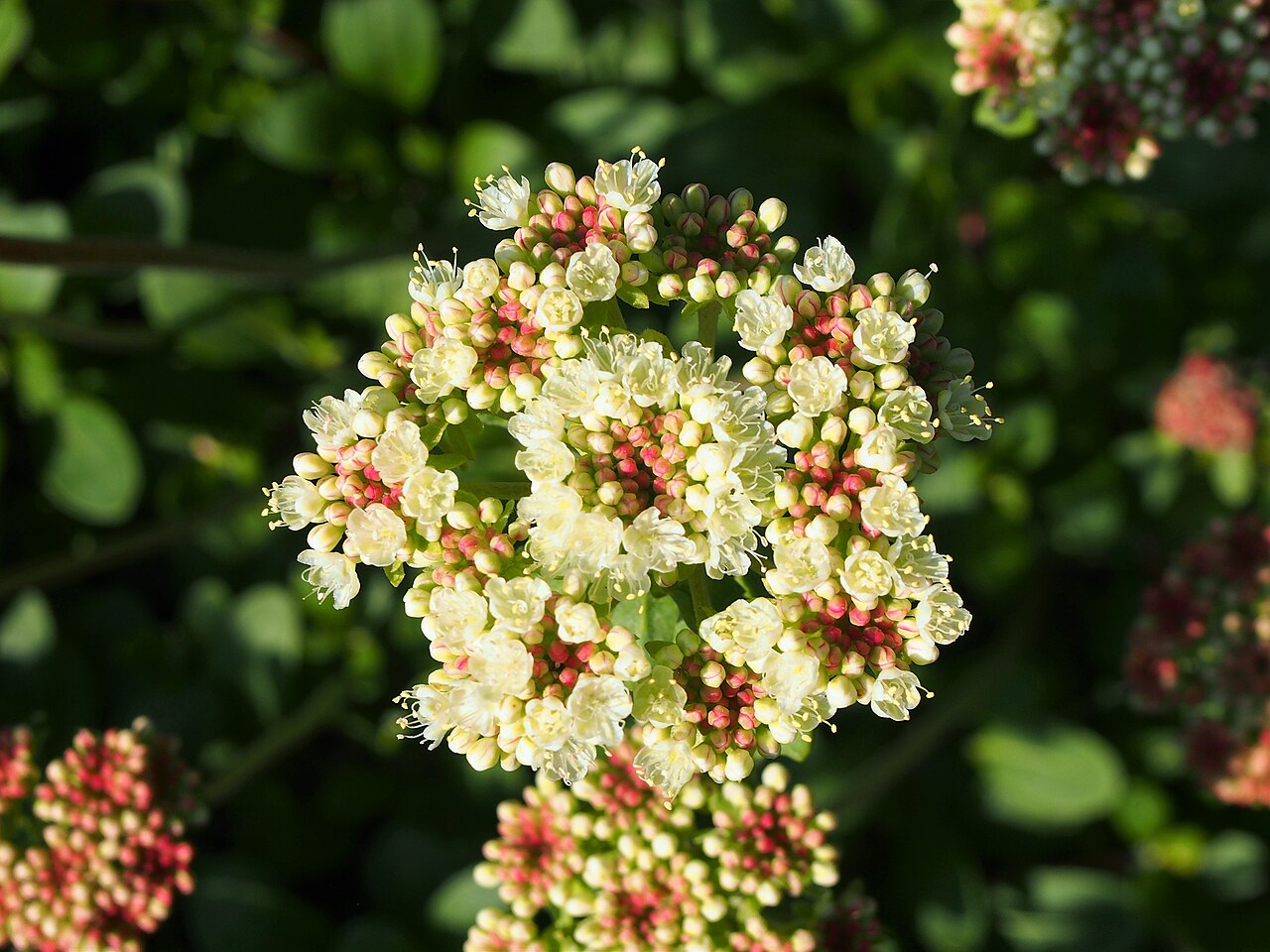 Sulphur Buckwheat — photo 4