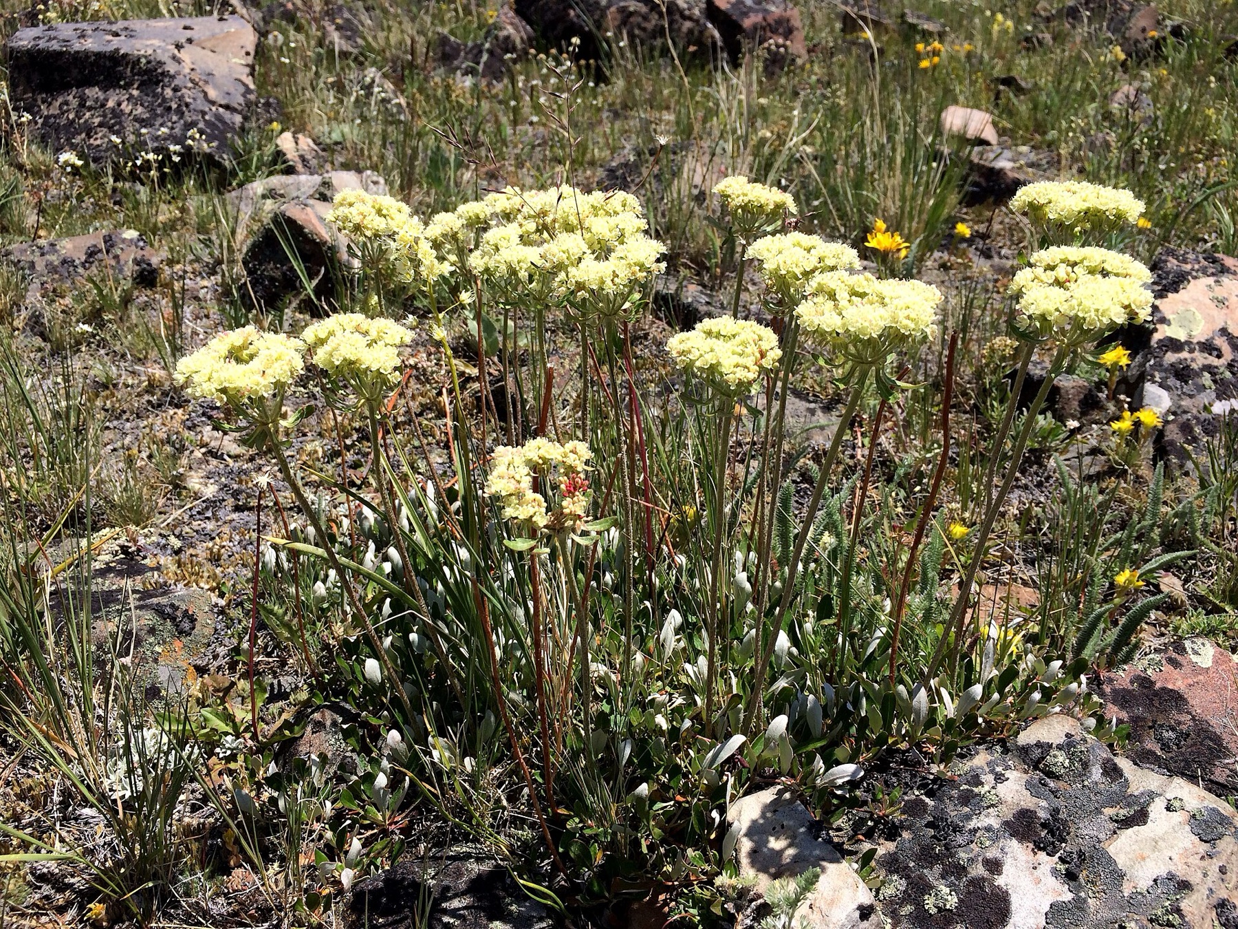 Sulphur Buckwheat