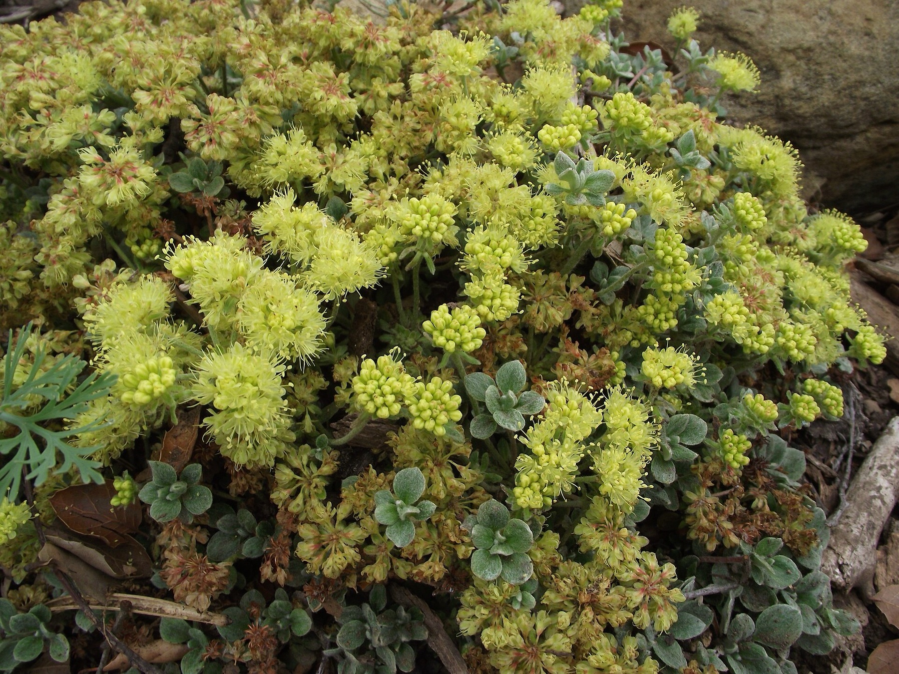 Sulphur Buckwheat — photo 2