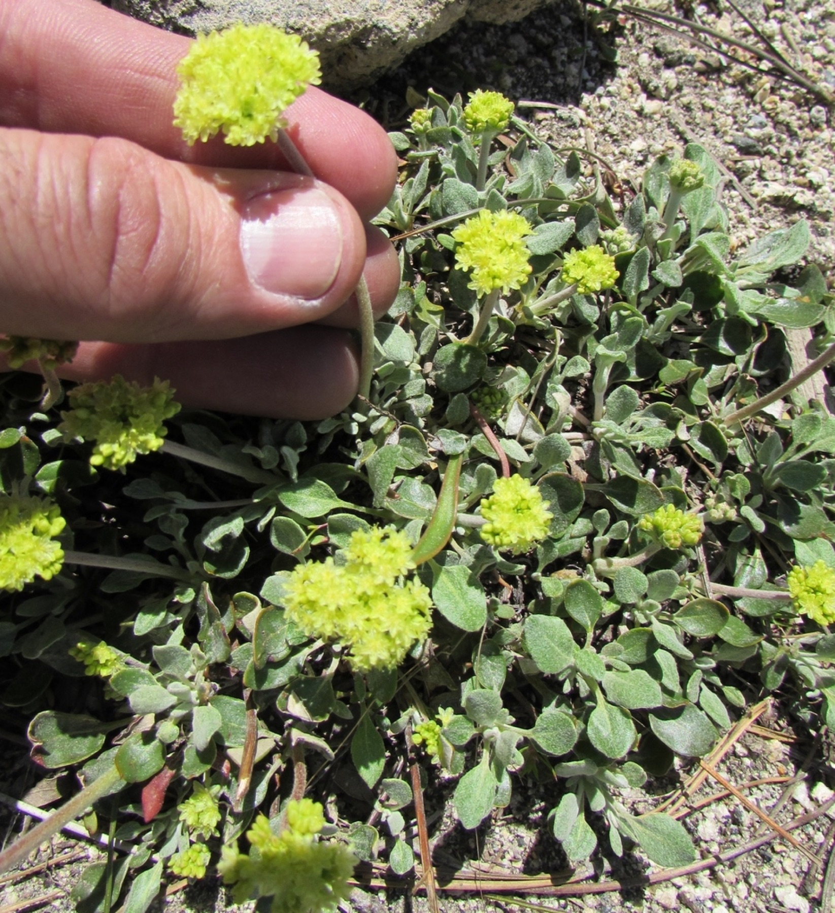 Sulphur Buckwheat — photo 3