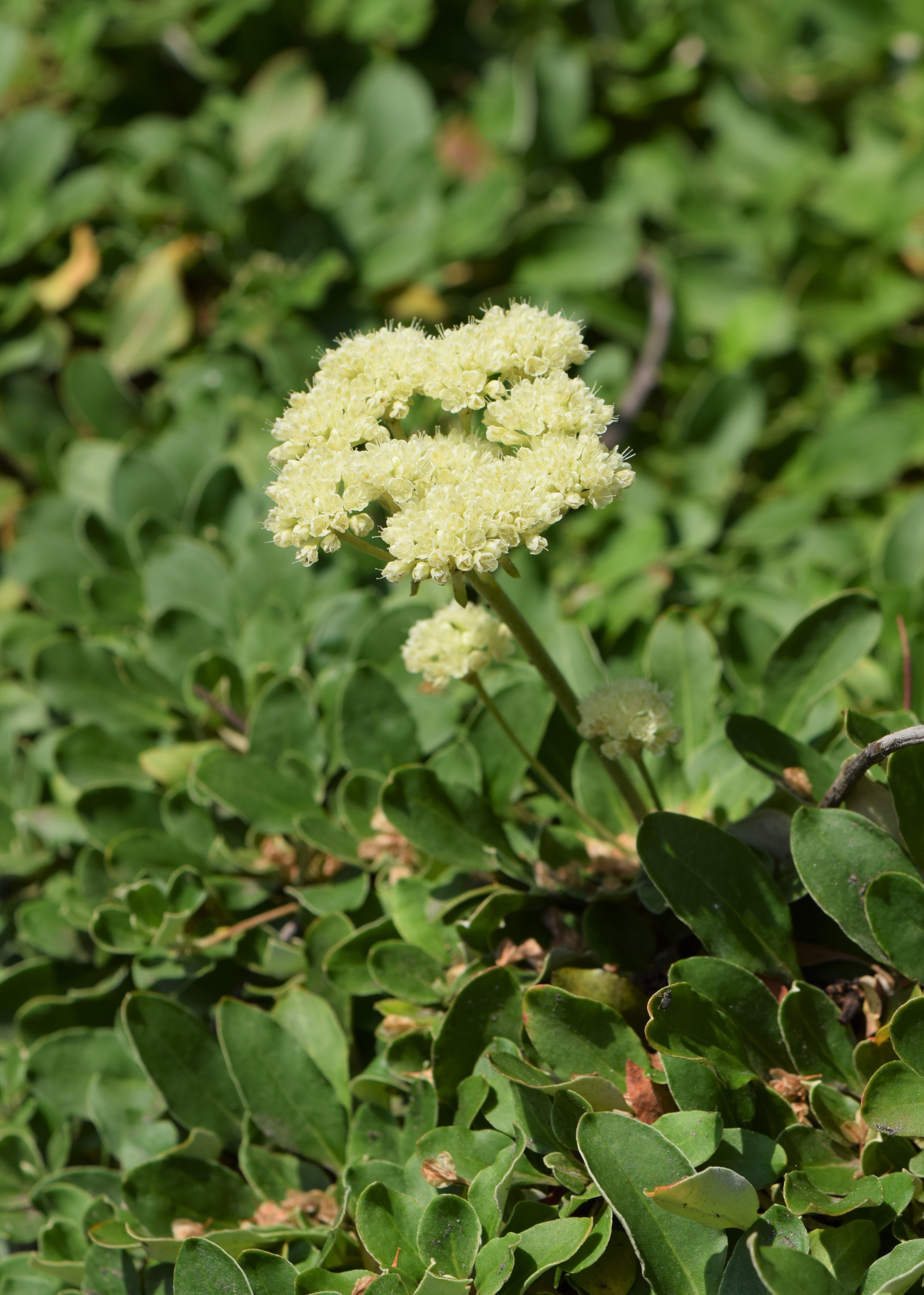 Sulphur Buckwheat