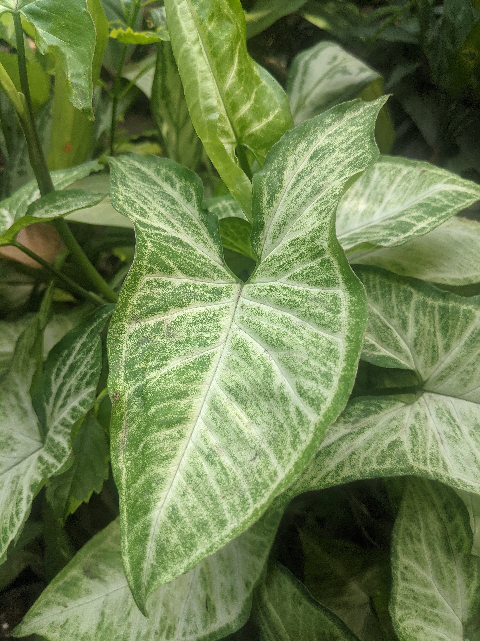 Syngonium — photo 2