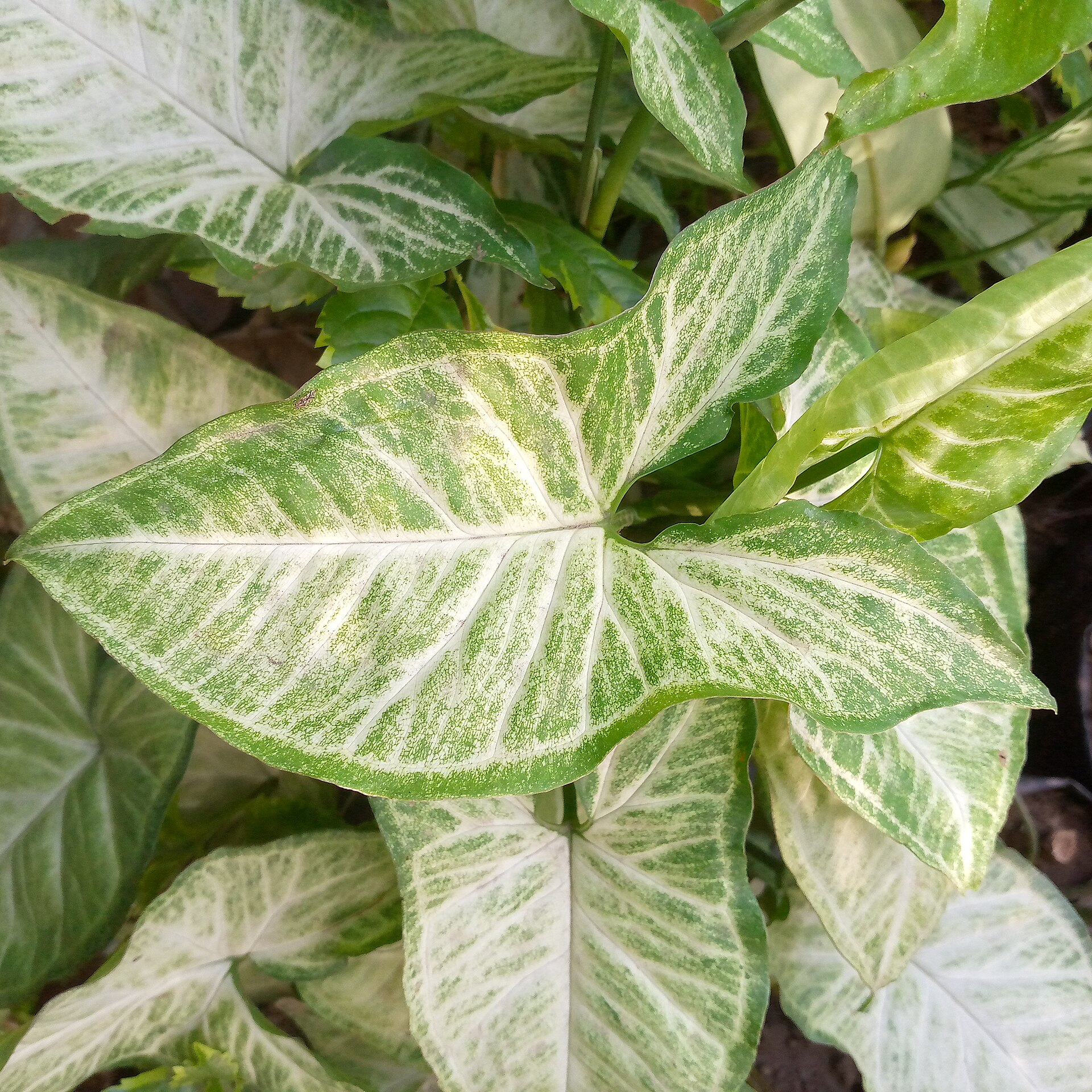 Syngonium — photo 3