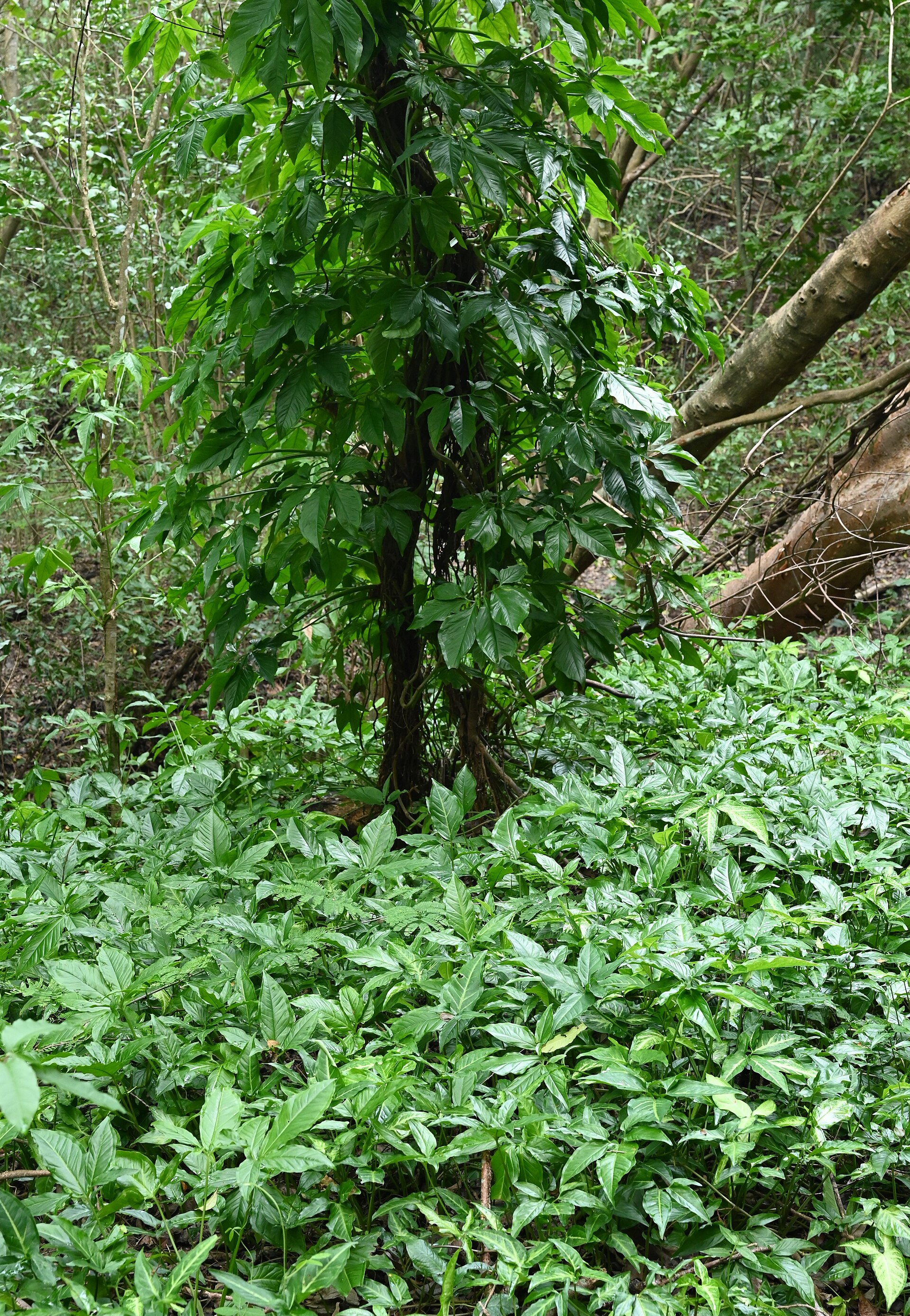 Syngonium — photo 4