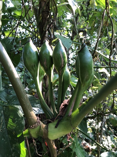 Syngonium — photo 1