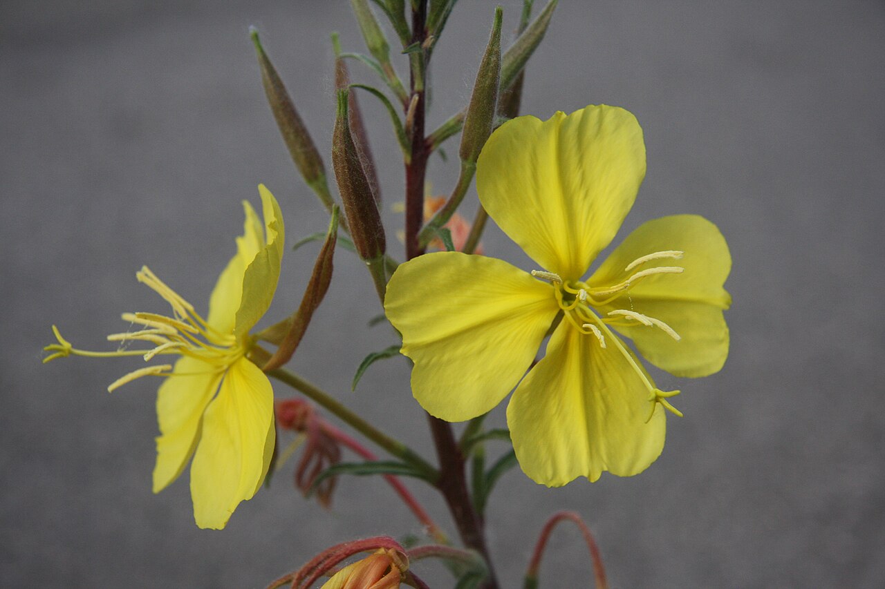 Tall Evening Primrose — photo 2