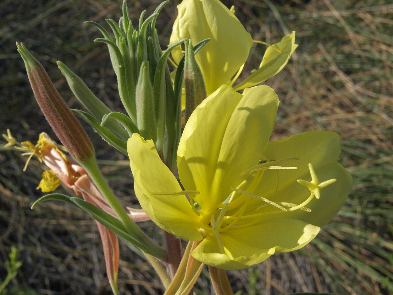 Tall Evening Primrose — photo 3