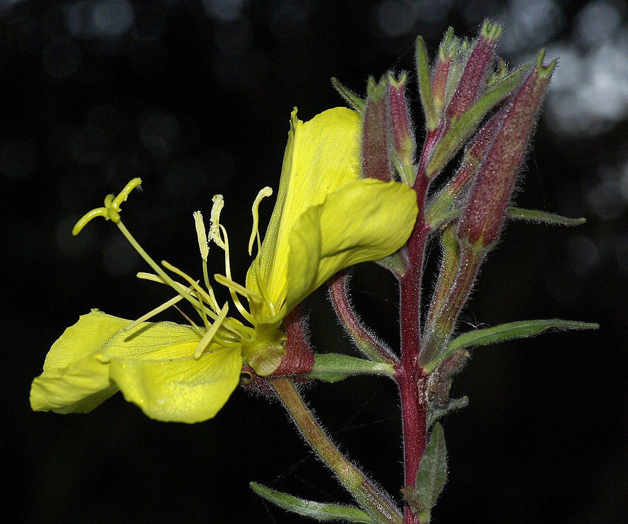 Tall Evening Primrose — photo 4