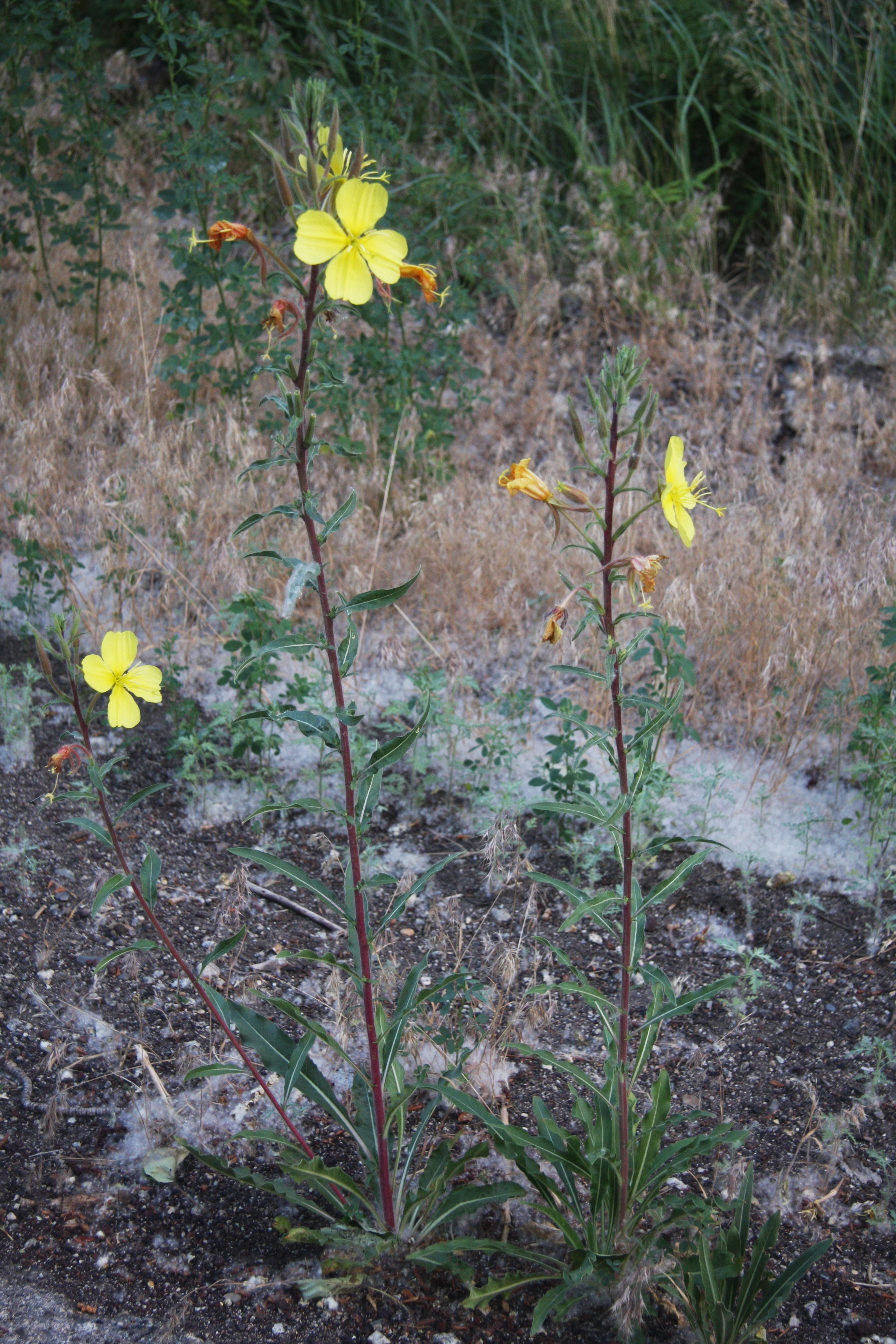 Tall Evening Primrose