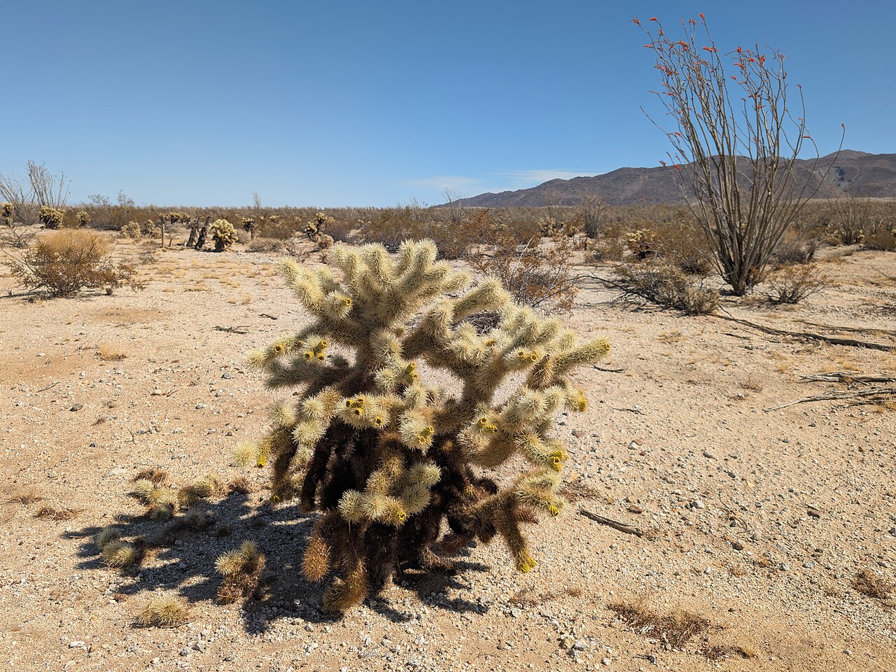 Teddybear Cholla — photo 2