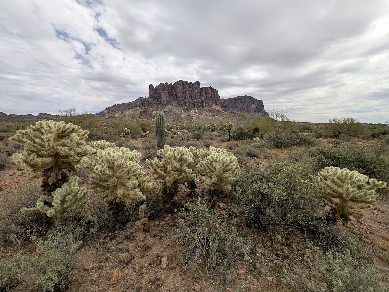 Teddybear Cholla — photo 3