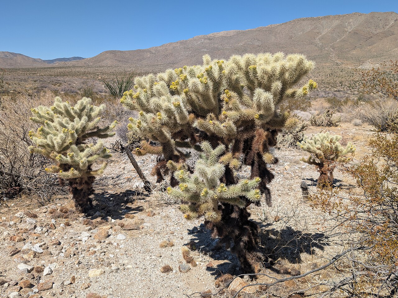 Teddybear Cholla — photo 4