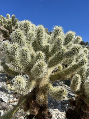 Teddybear Cholla