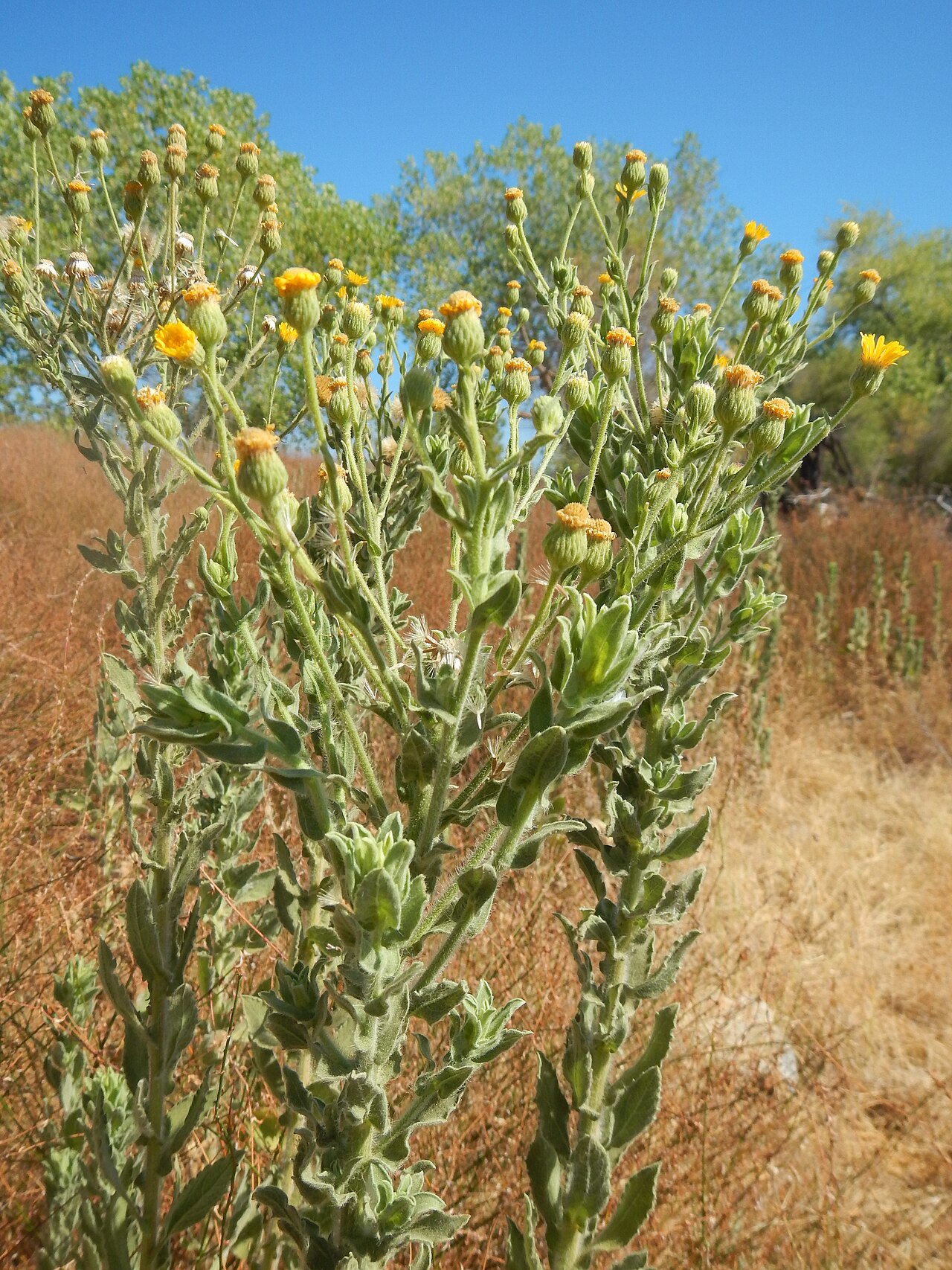 Telegraph Weed — photo 2