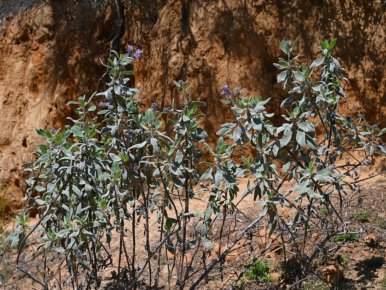Thick-leaved Yerba Santa — photo 2