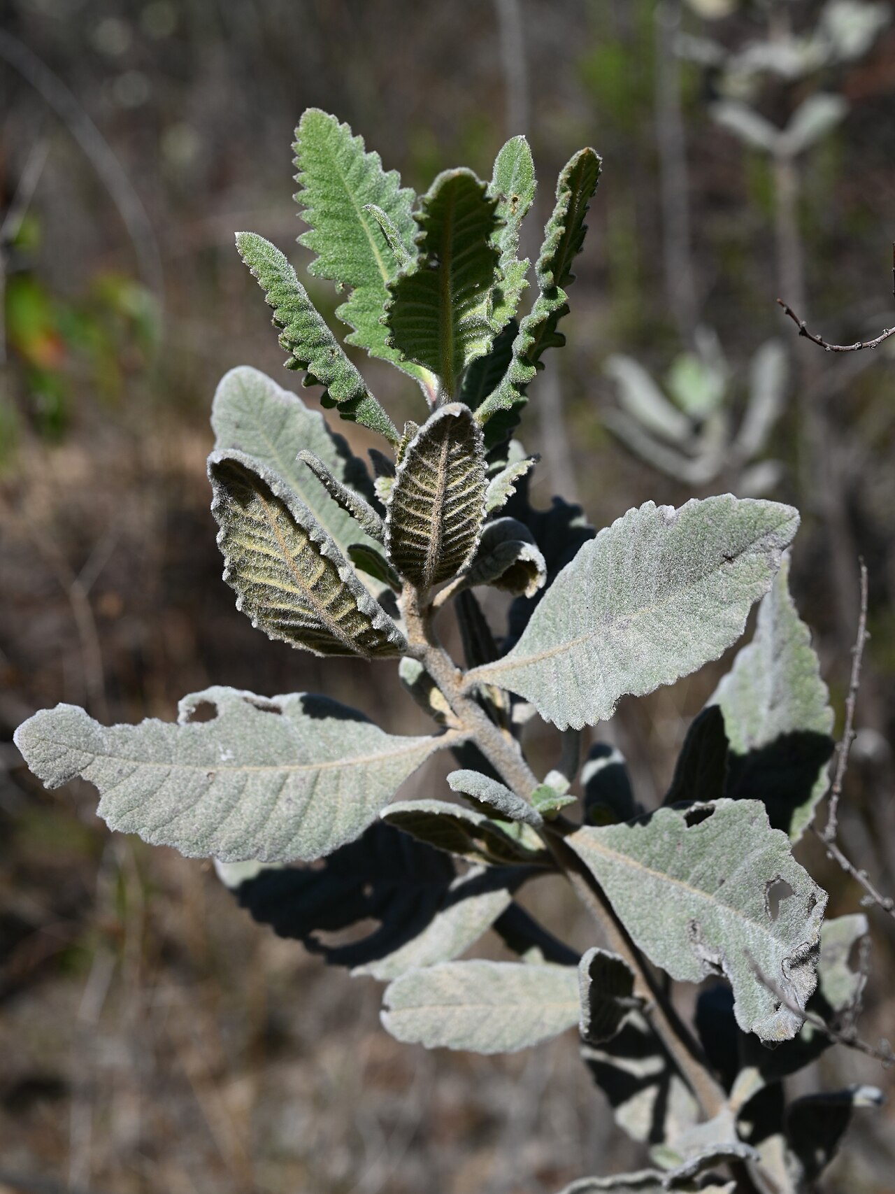 Thick-leaved Yerba Santa — photo 3