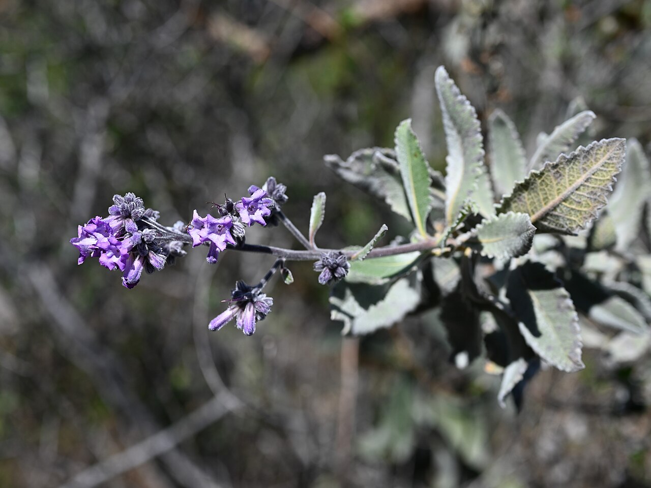 Thick-leaved Yerba Santa — photo 4