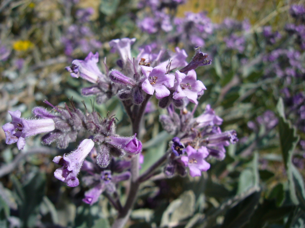 Thick-leaved Yerba Santa — photo 1