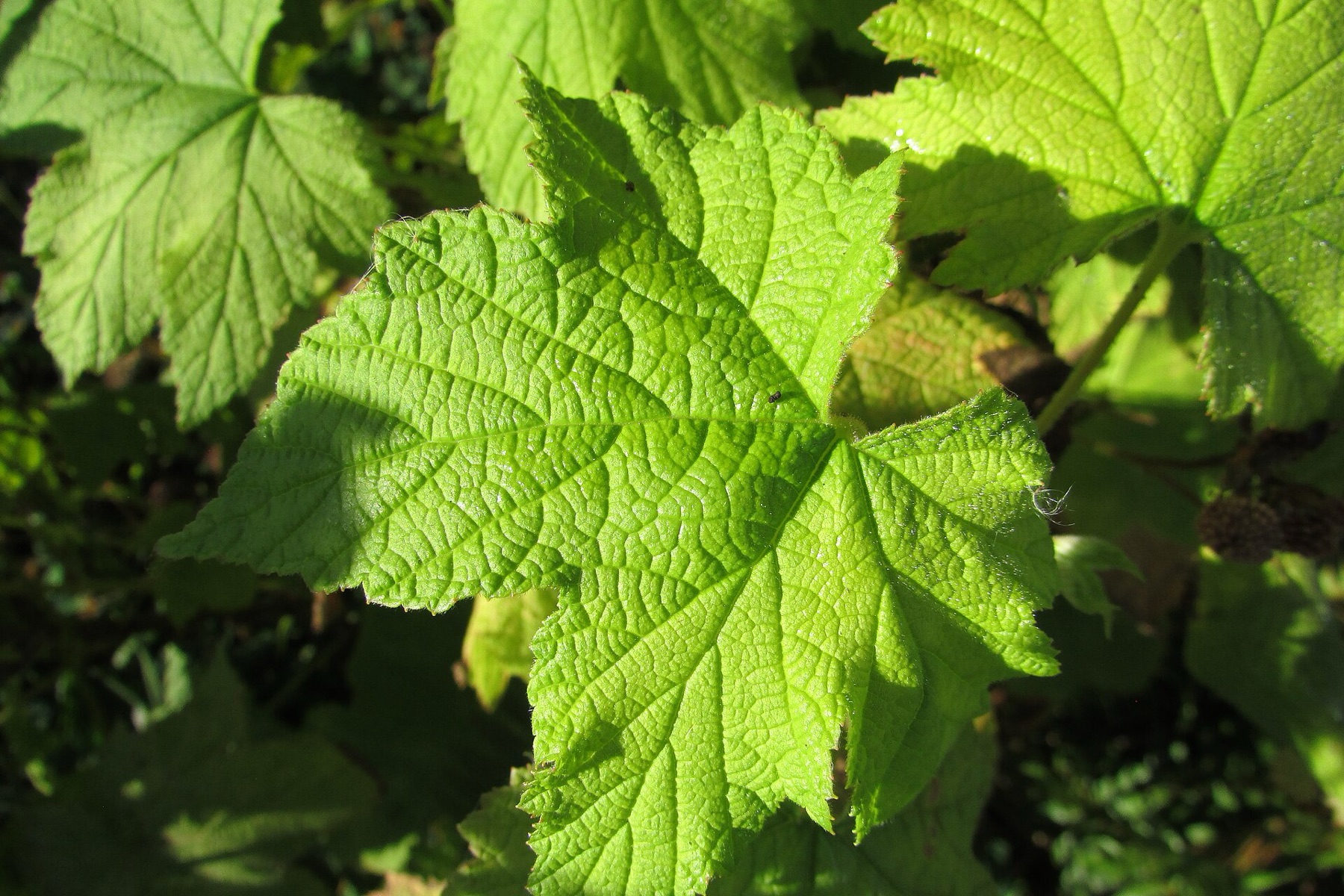 Thimbleberry