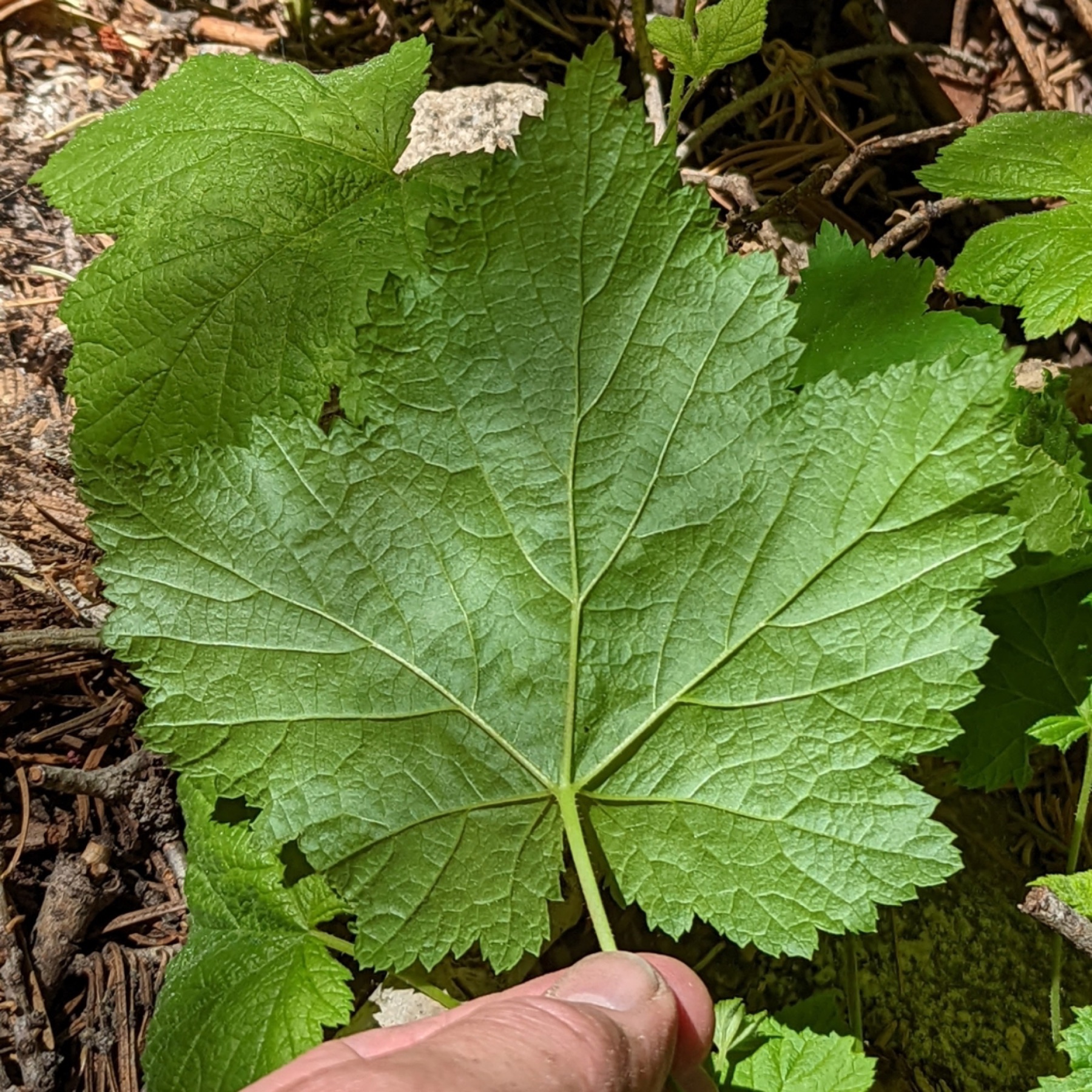 Thimbleberry — photo 2