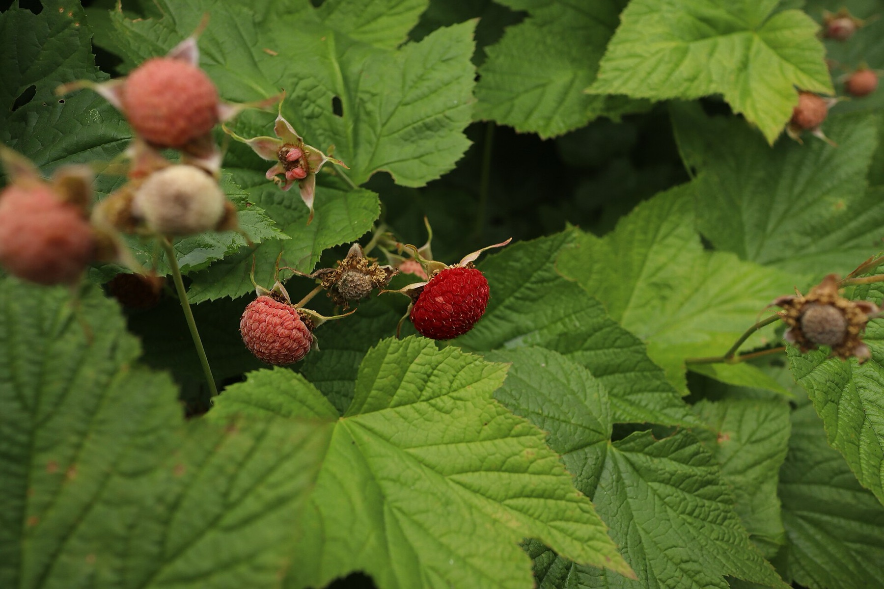 Thimbleberry — photo 3