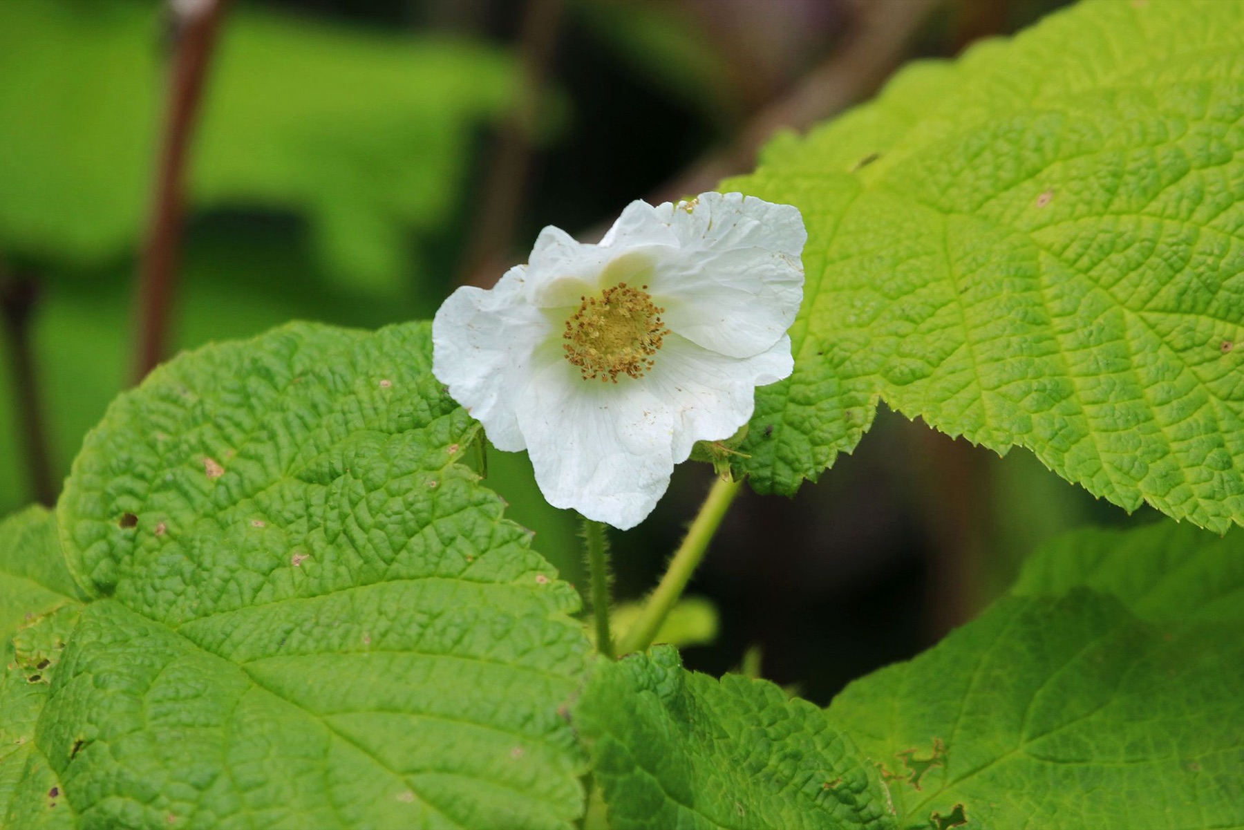 Thimbleberry — photo 4
