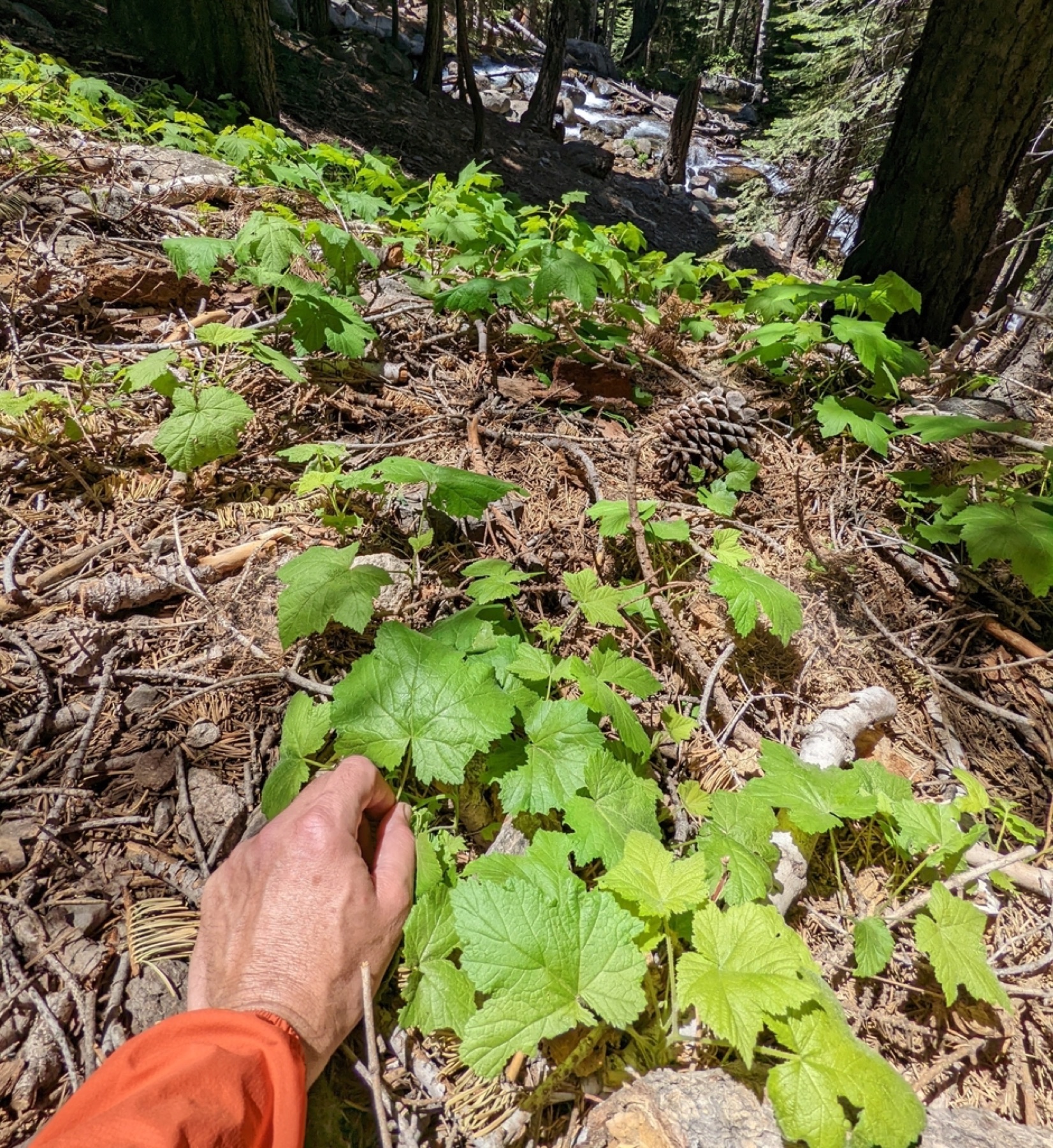 Thimbleberry — photo 5