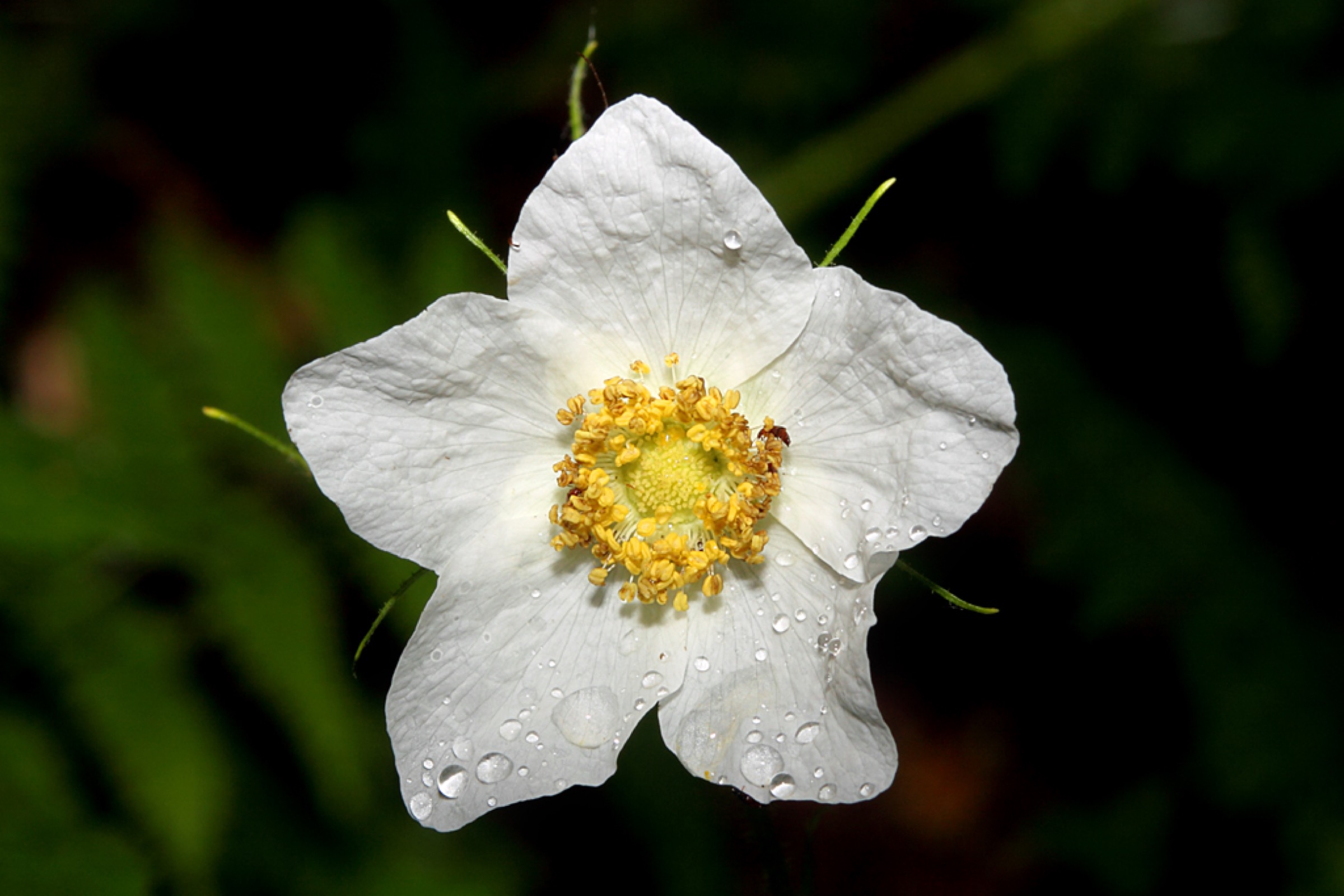 Thimbleberry — photo 1
