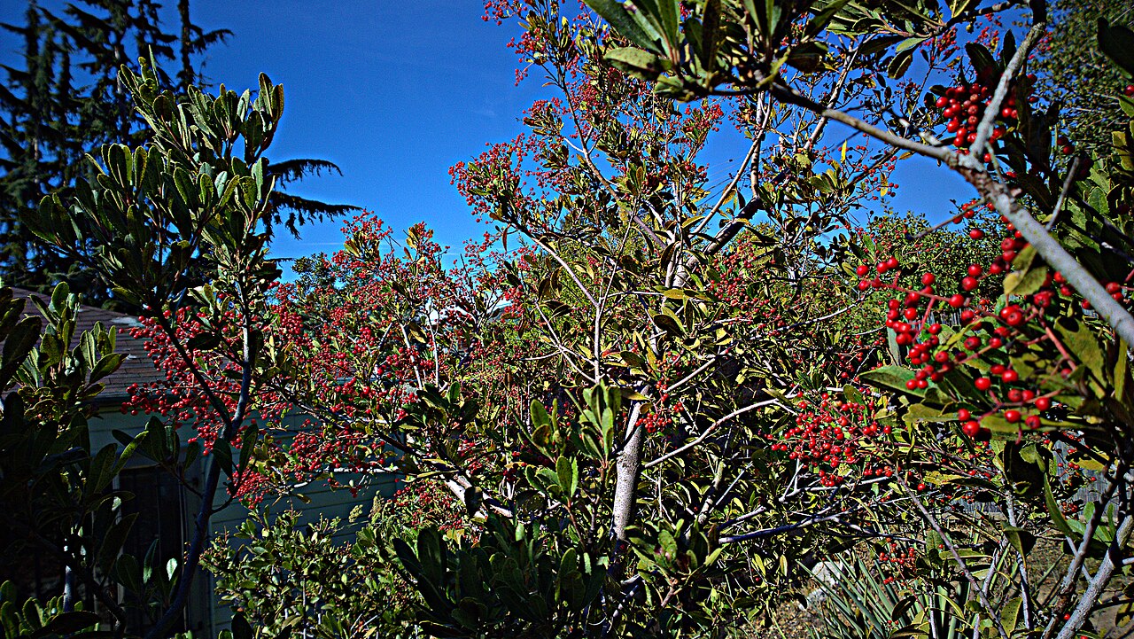 Toyon — photo 2