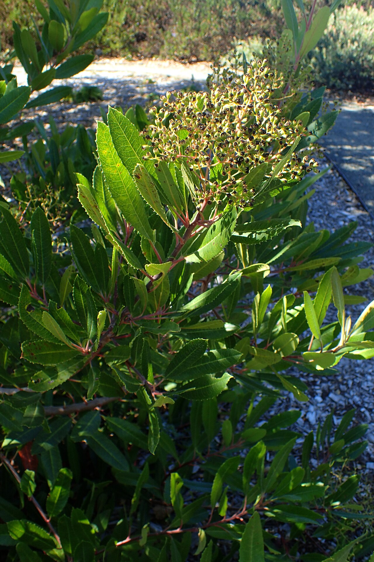 Toyon — photo 3