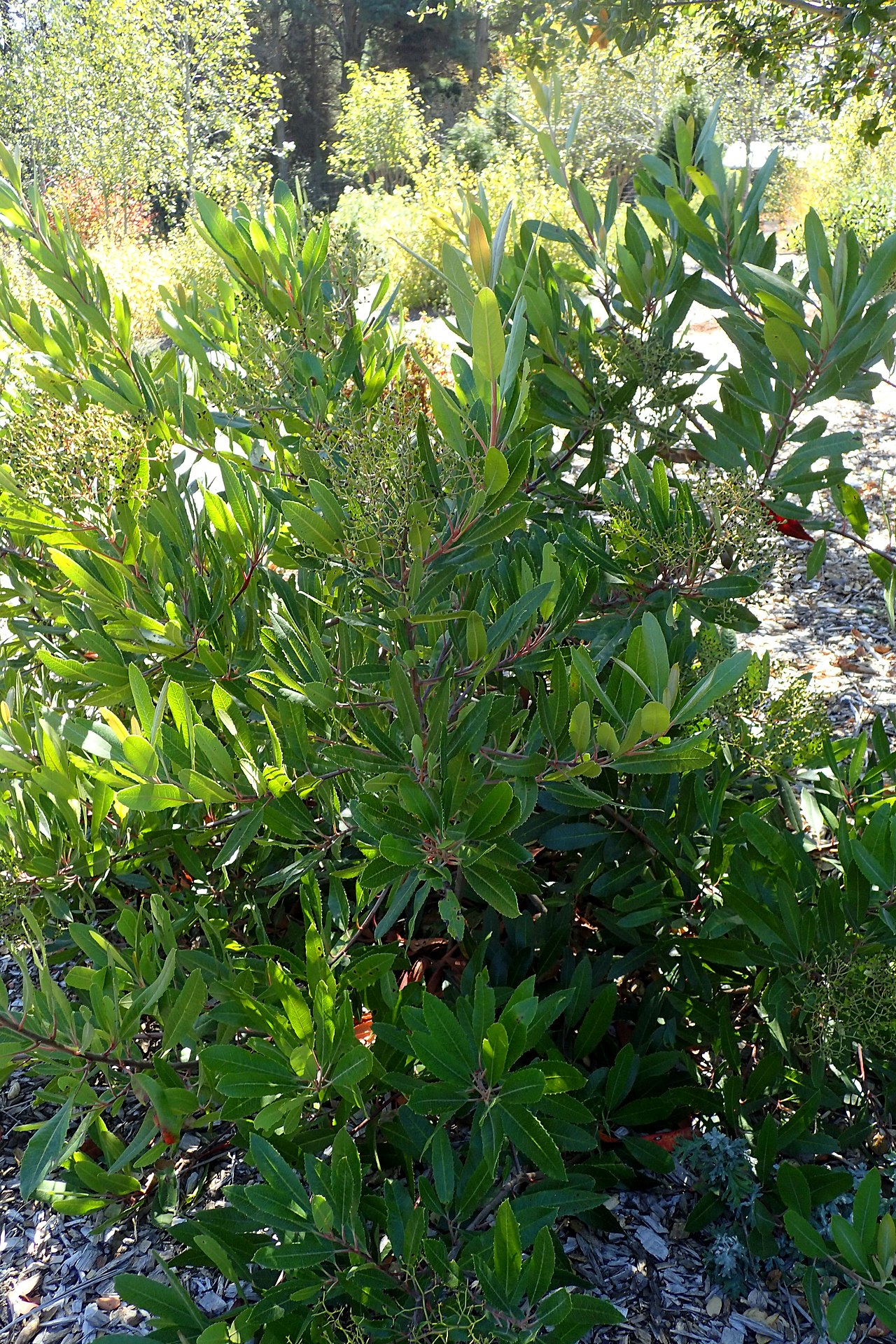 Toyon — photo 4