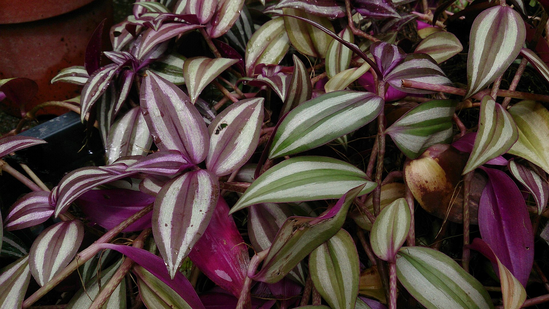 Tradescantia Zebrina — photo 2
