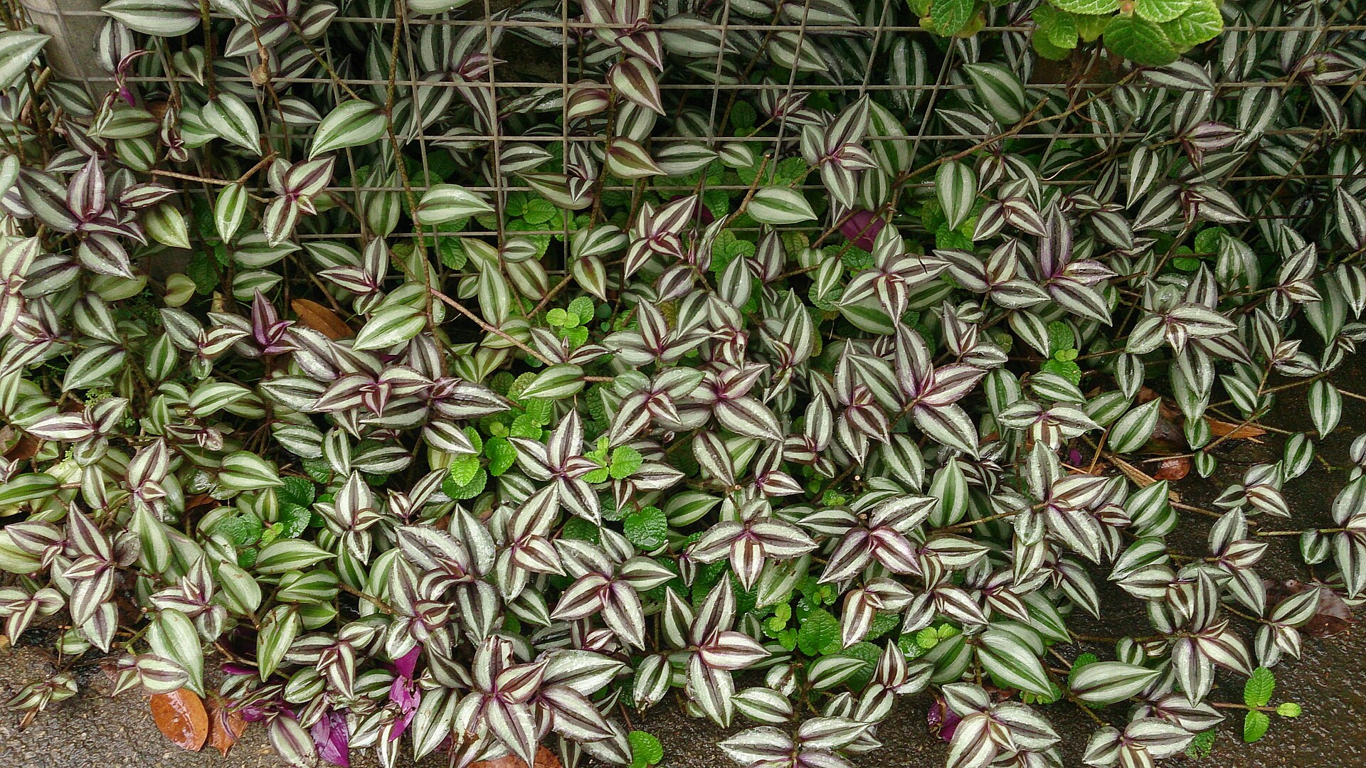 Tradescantia Zebrina — photo 3
