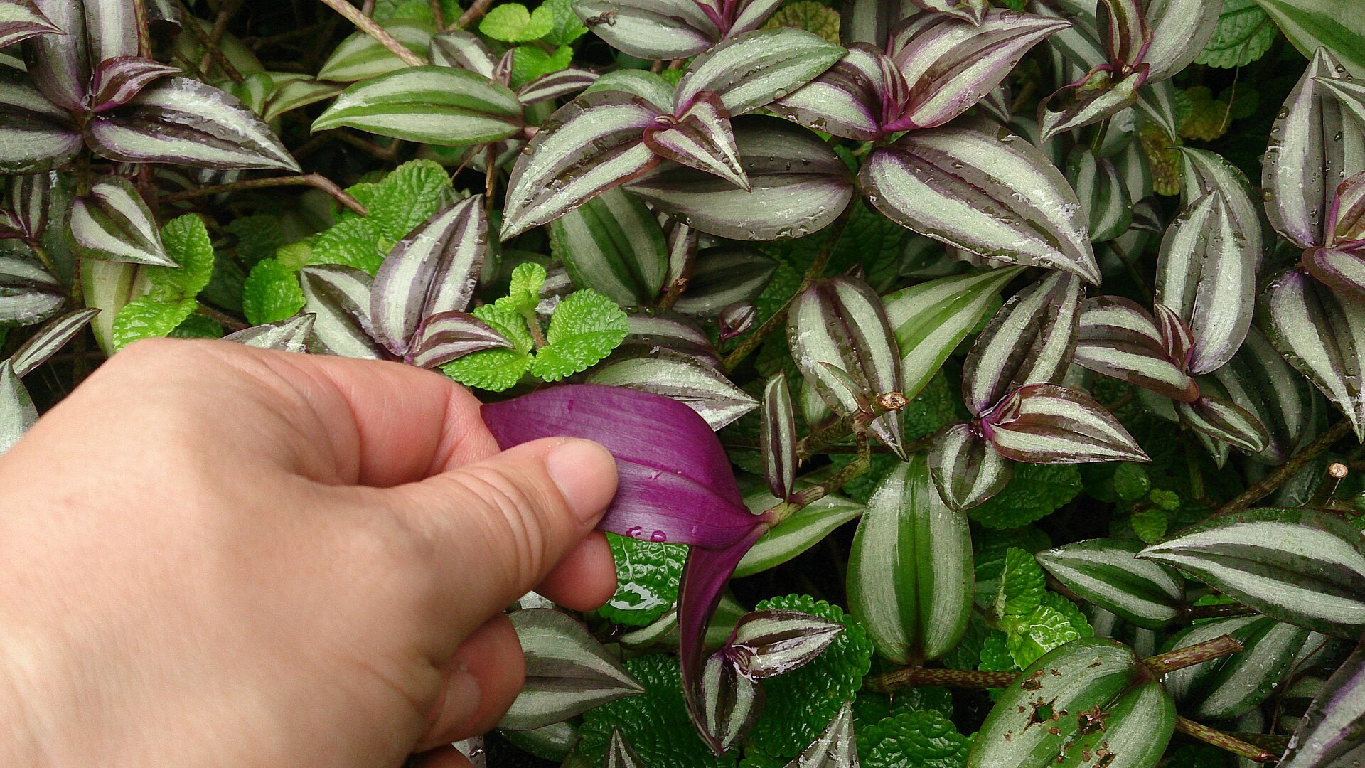 Tradescantia Zebrina — photo 4