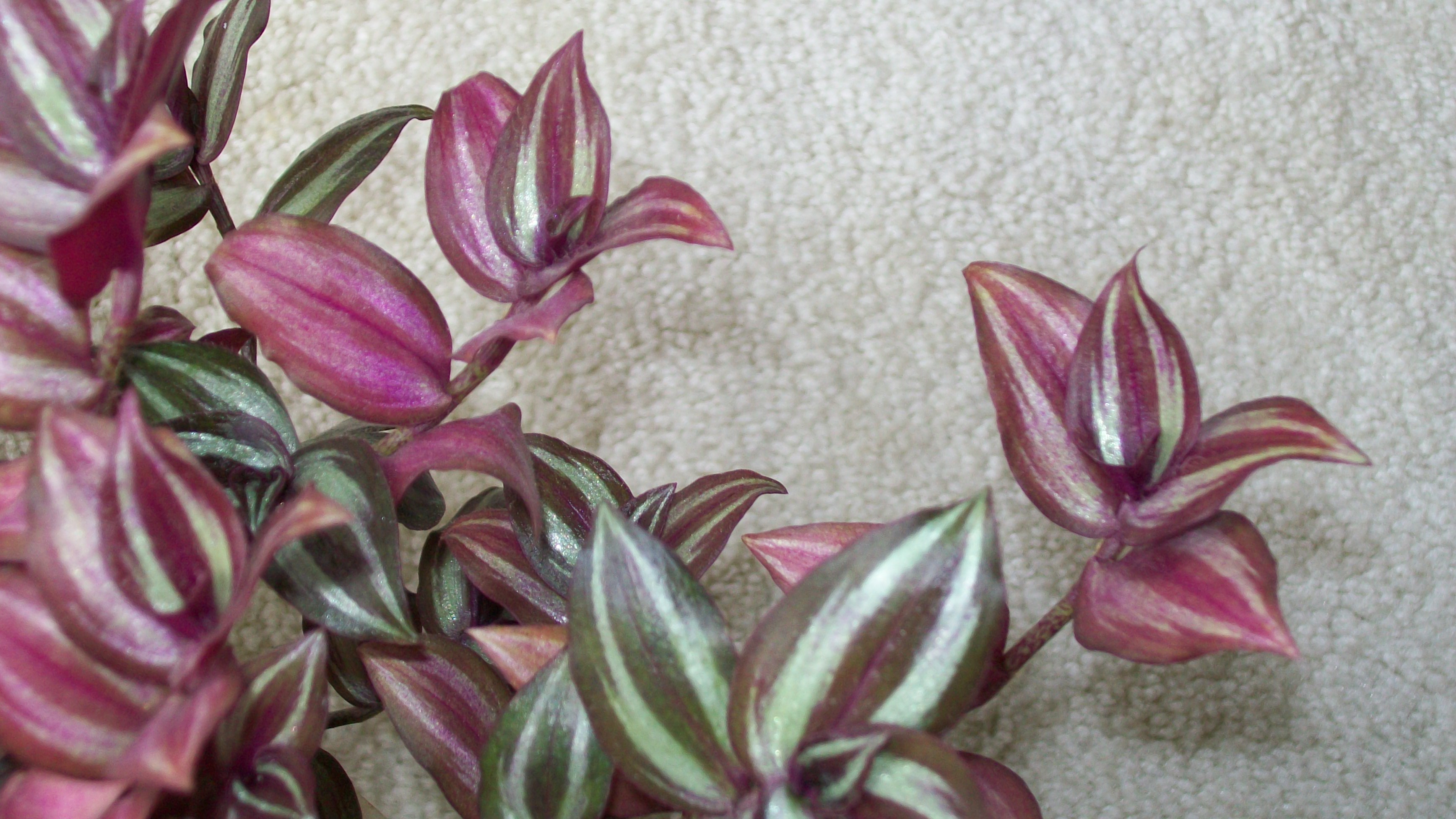 Tradescantia Zebrina — photo 1