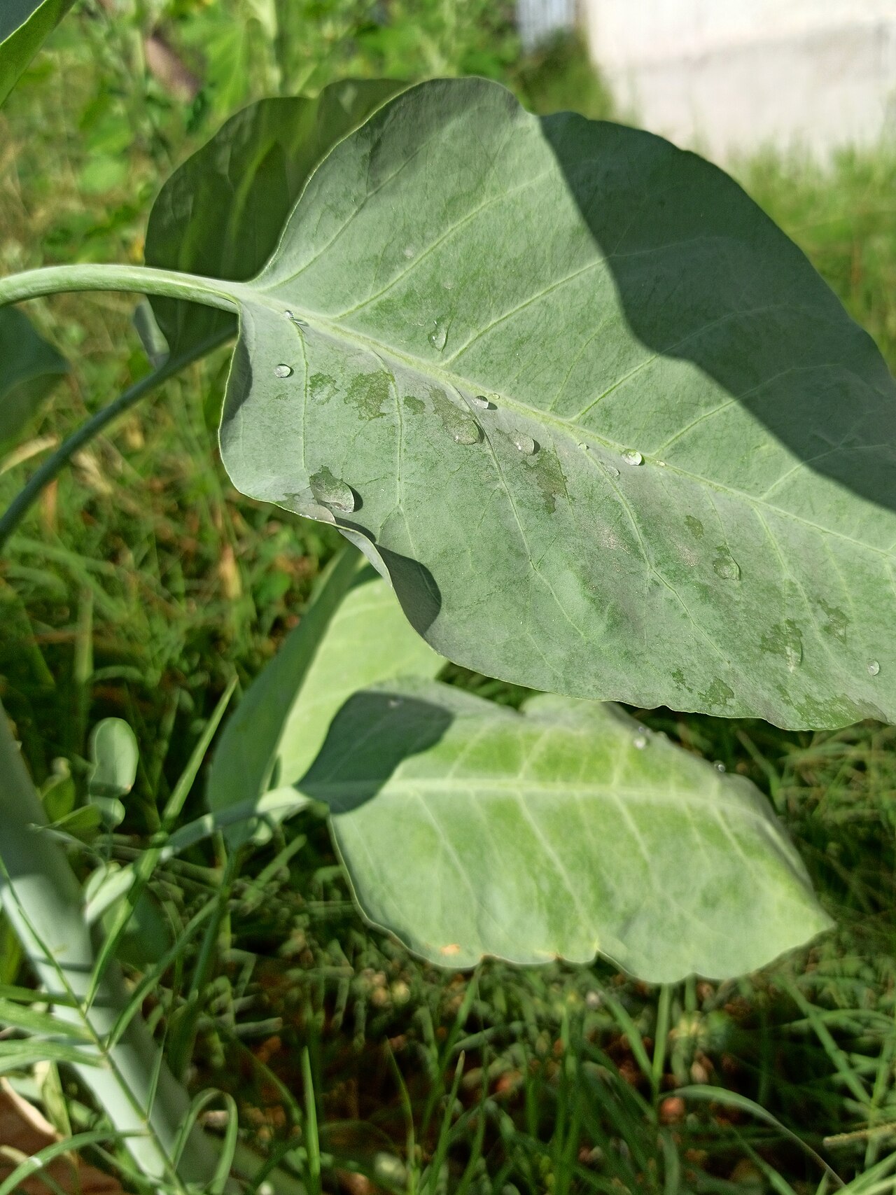 Tree Tobacco — photo 2