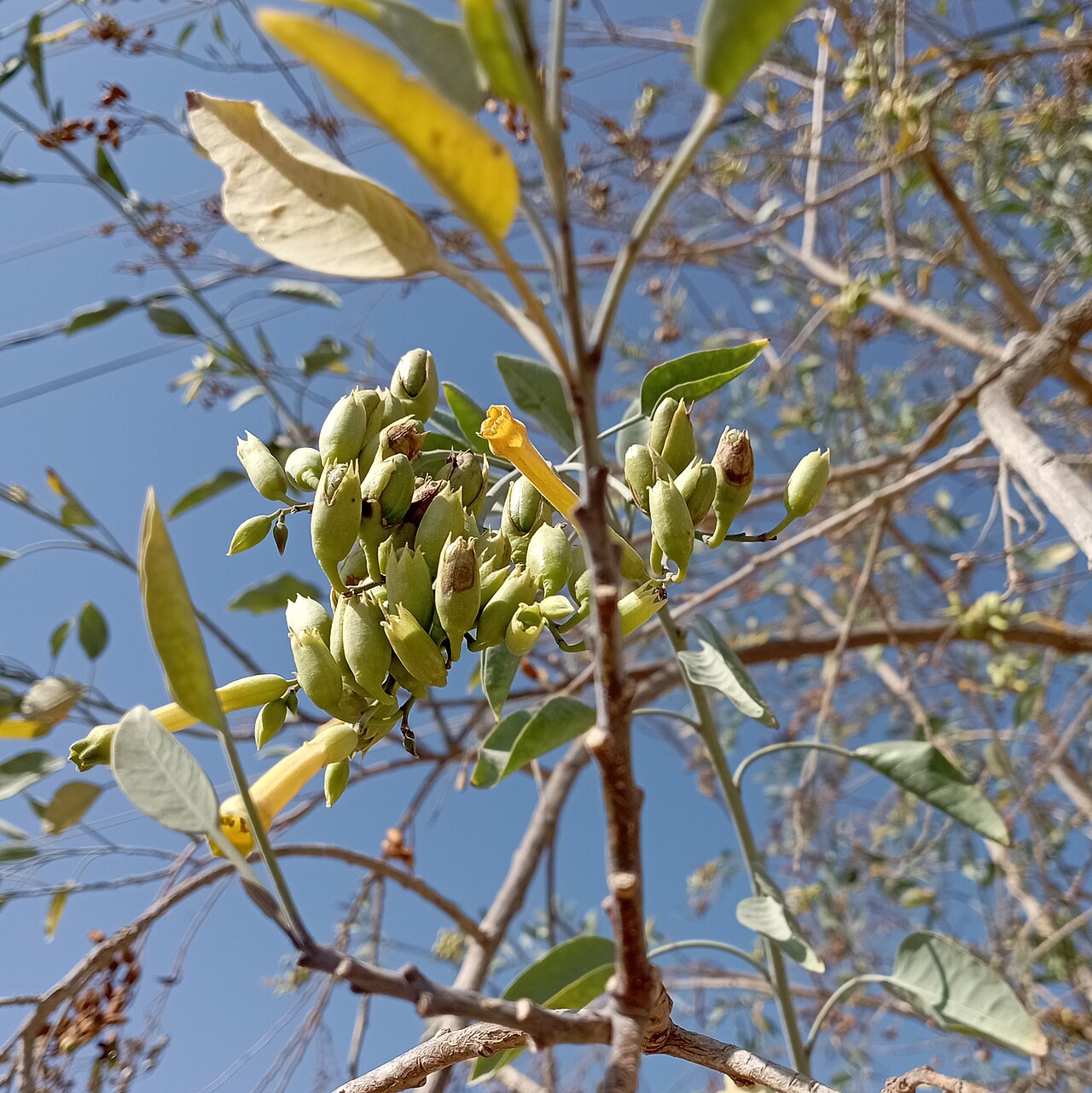 Tree Tobacco — photo 3