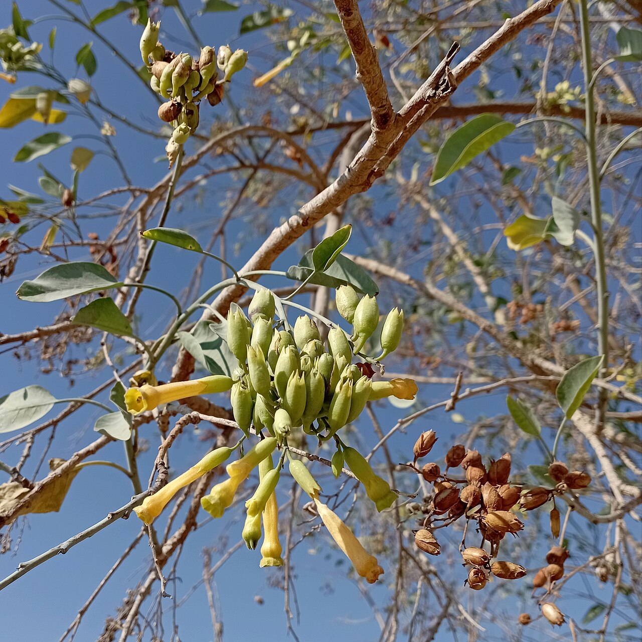Tree Tobacco — photo 4