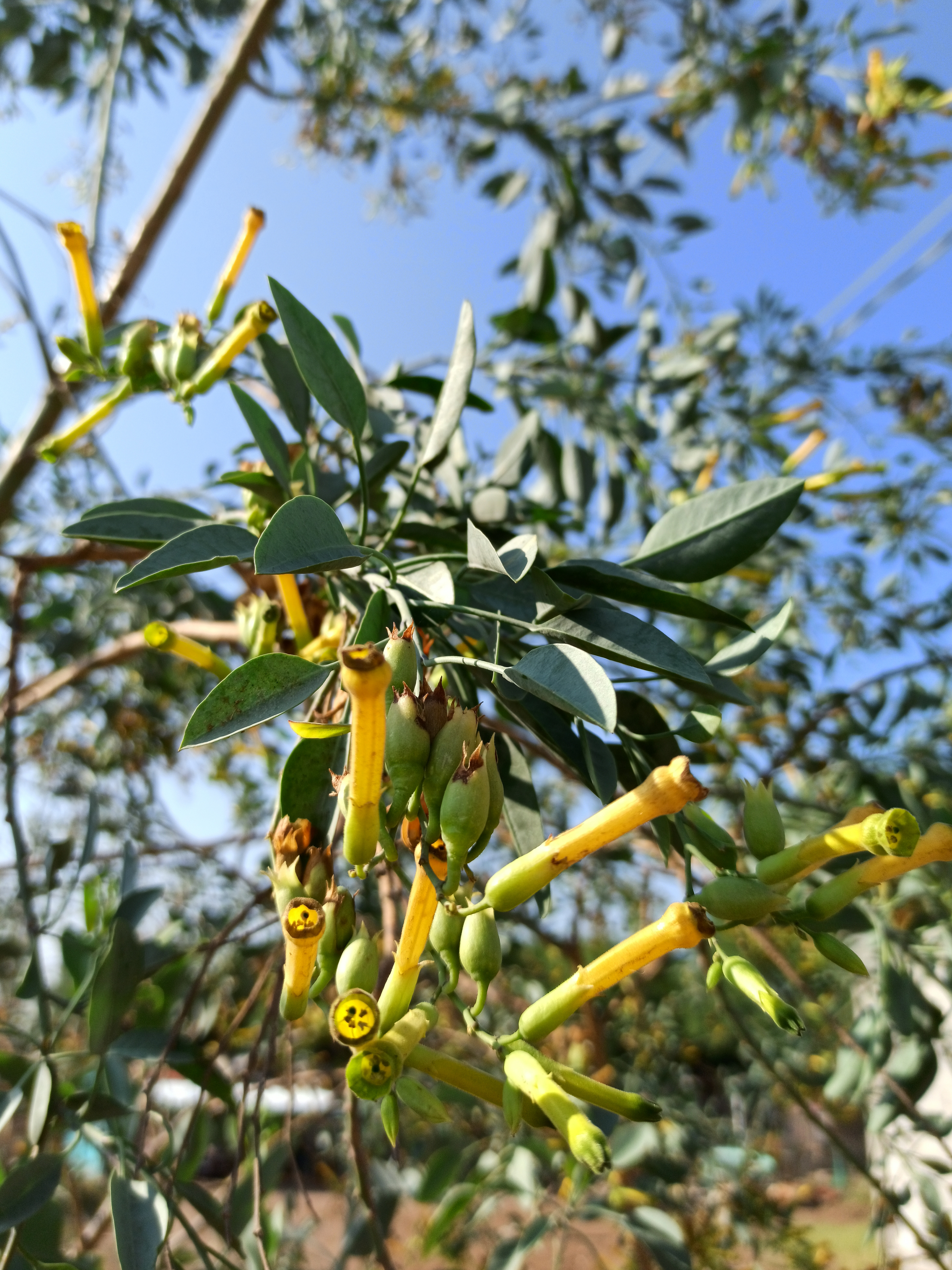 Tree Tobacco