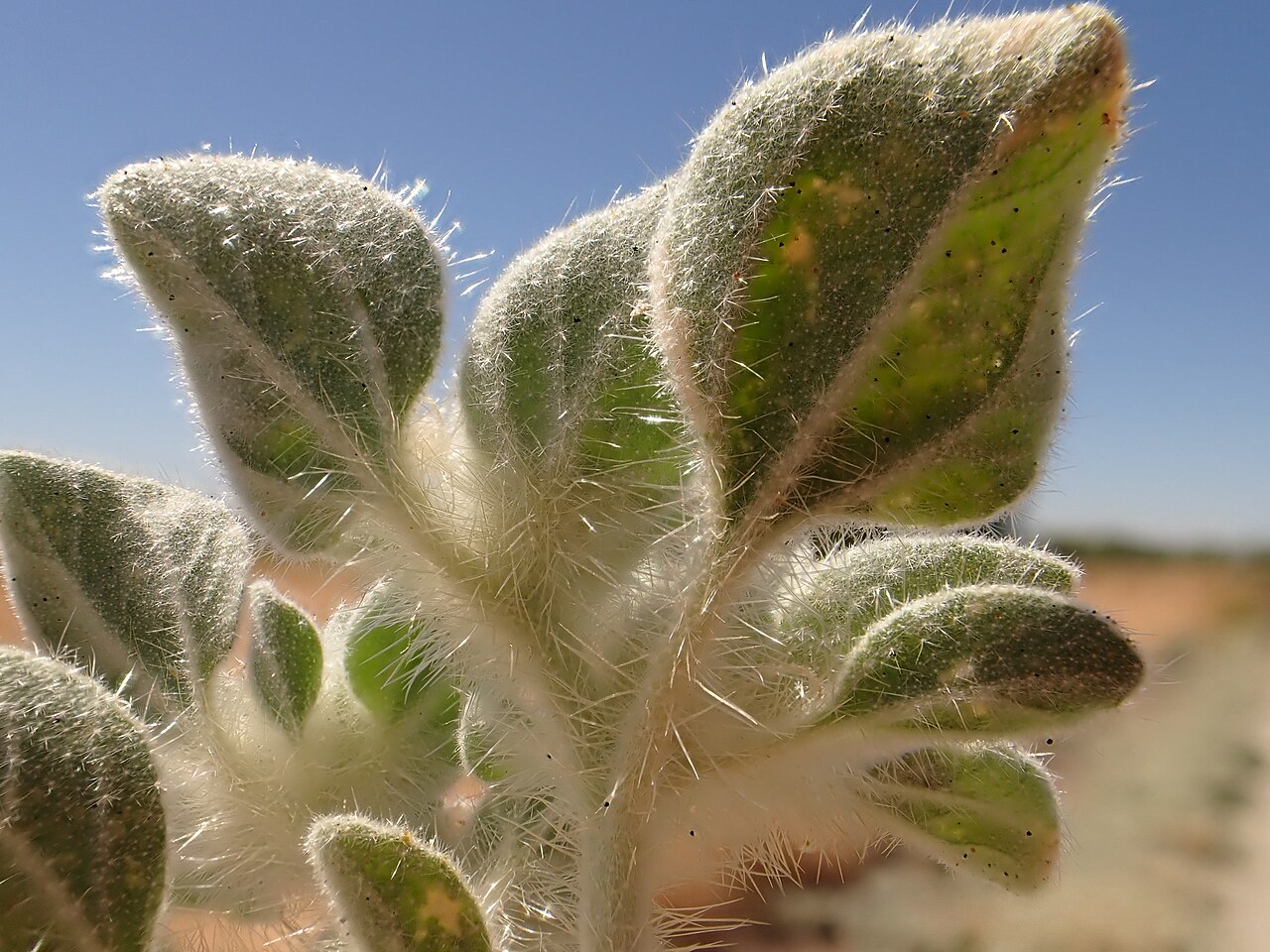 Turkey Mullein — photo 2