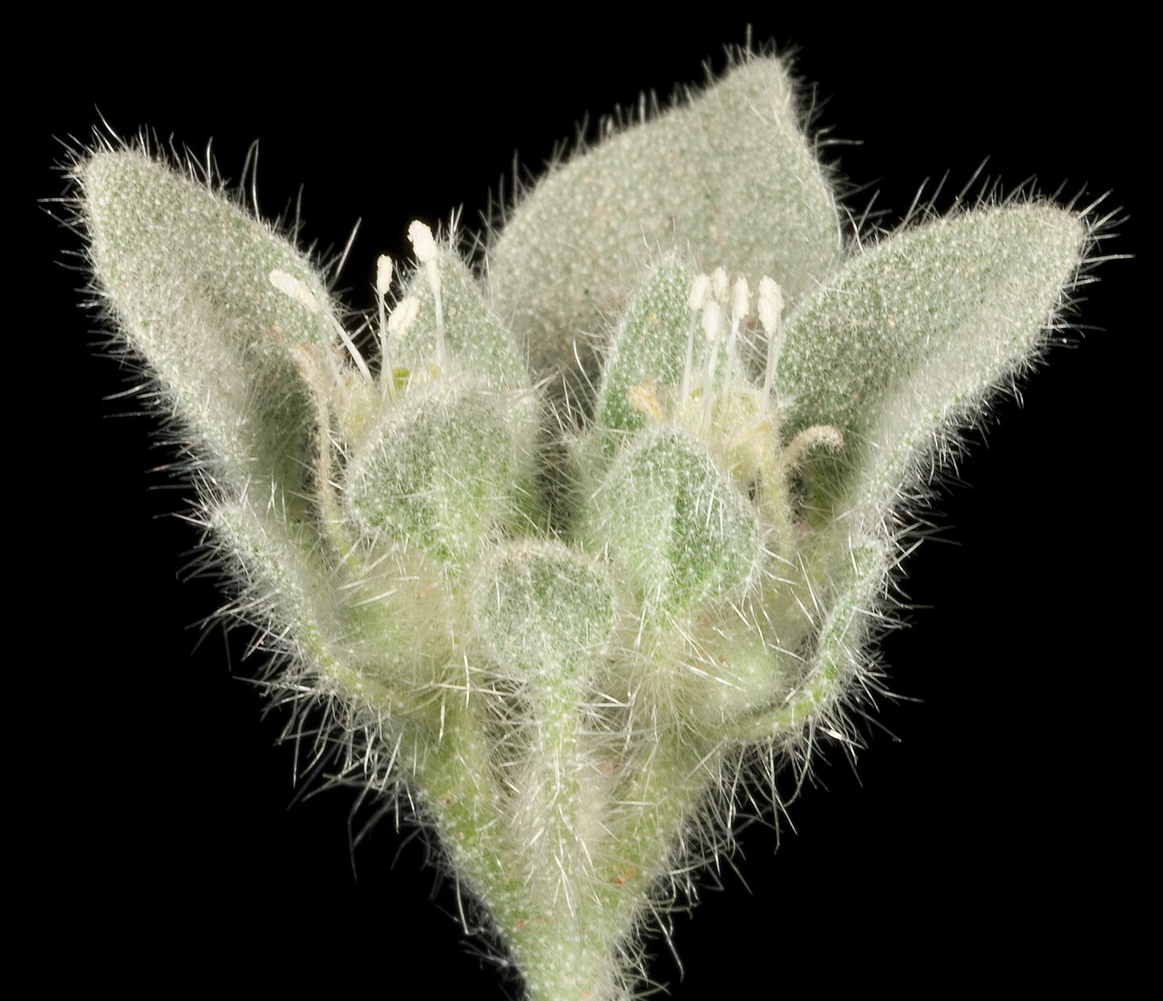 Turkey Mullein — photo 3