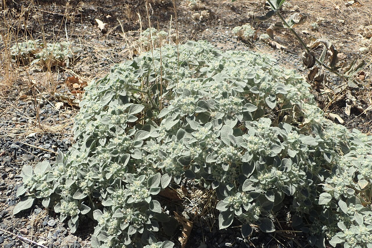 Turkey Mullein — photo 4