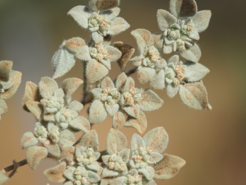 Turkey Mullein