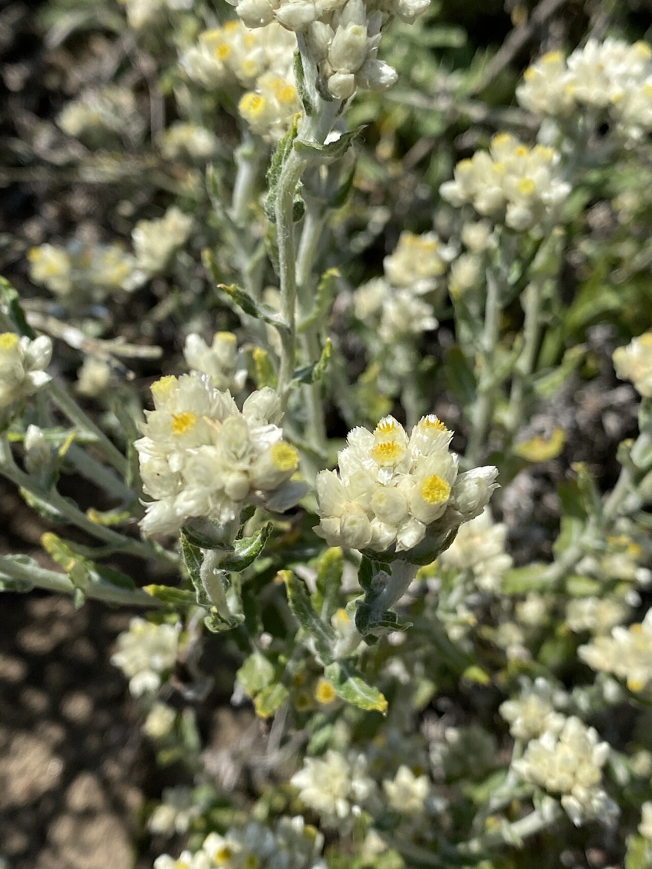 Two-color Rabbit Tobacco — photo 2