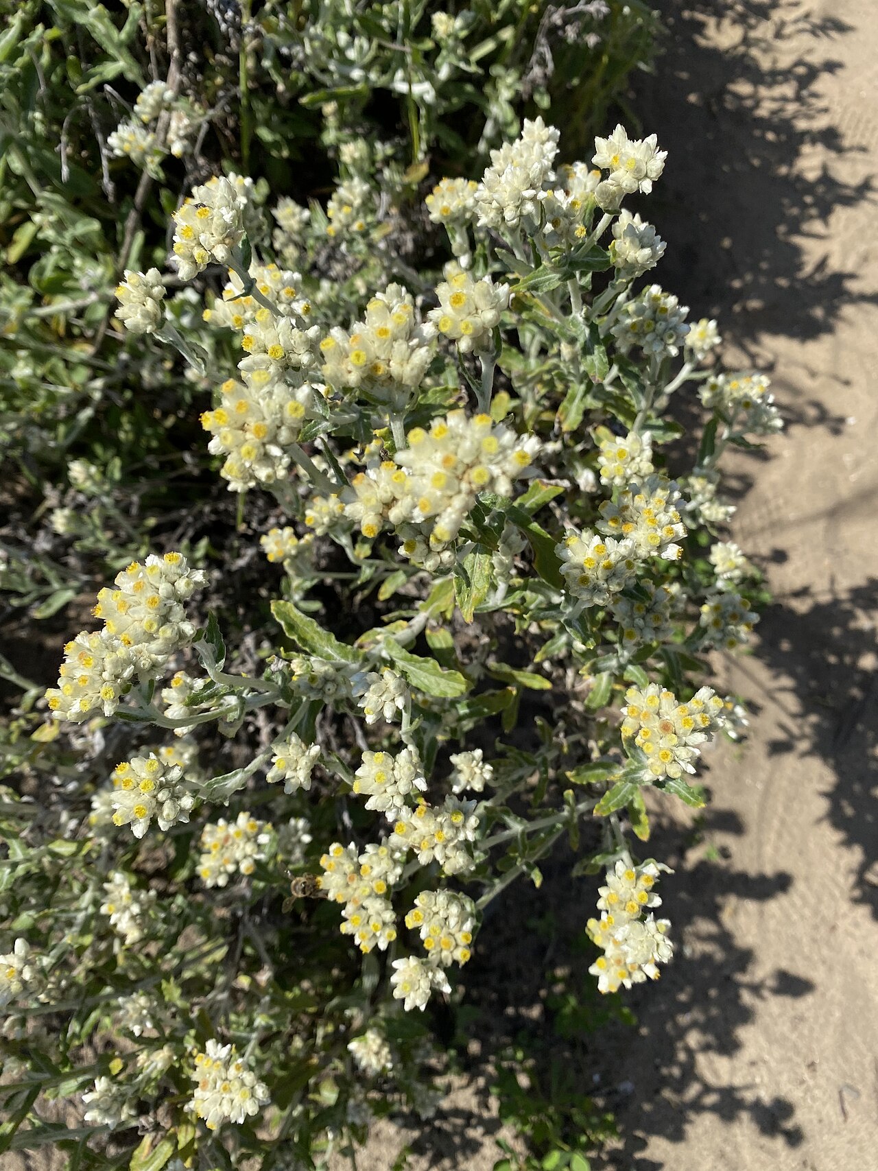 Two-color Rabbit Tobacco — photo 3